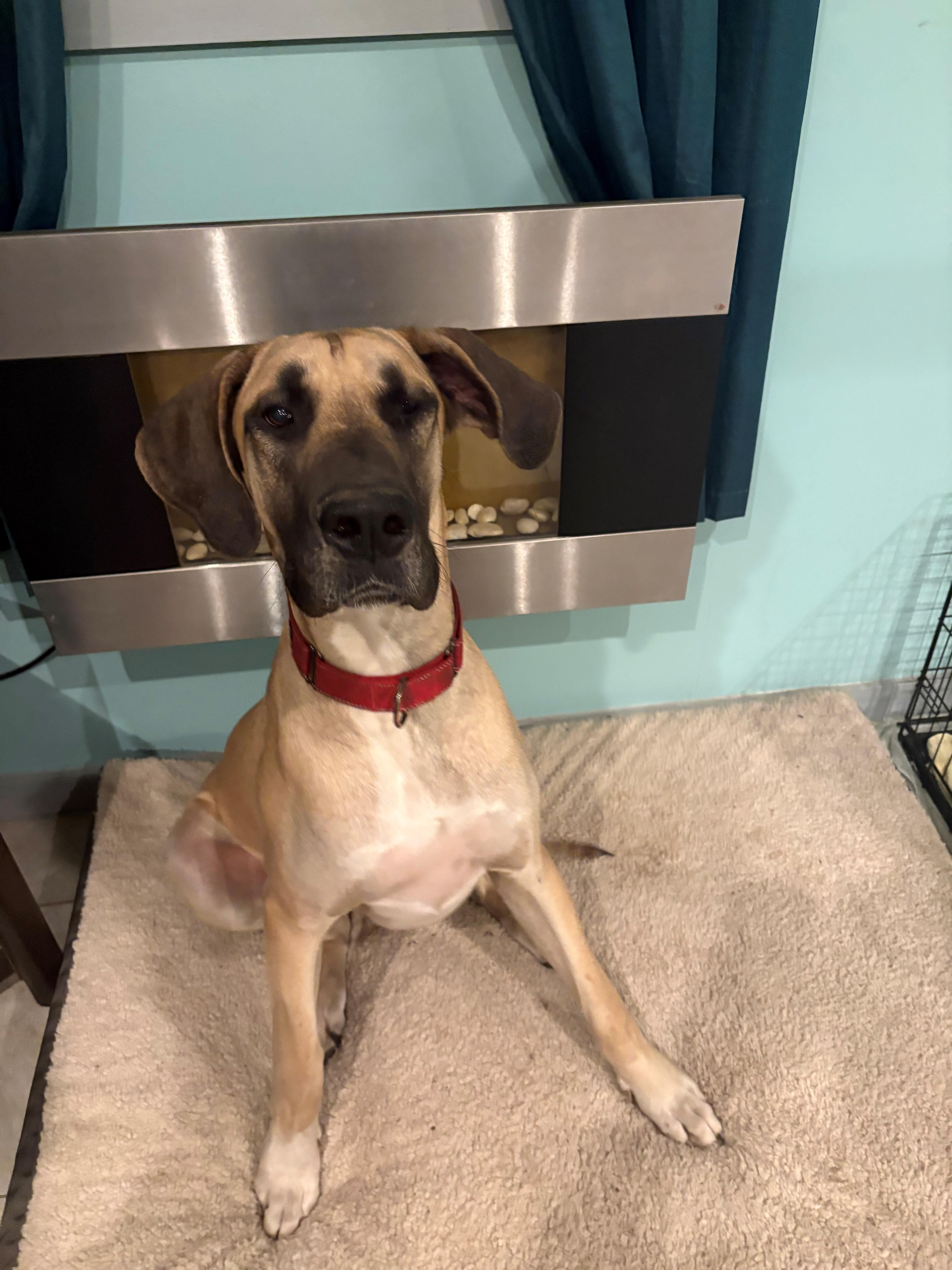 Jax, ADOPTABLE, Puppy Male Great Dane.
