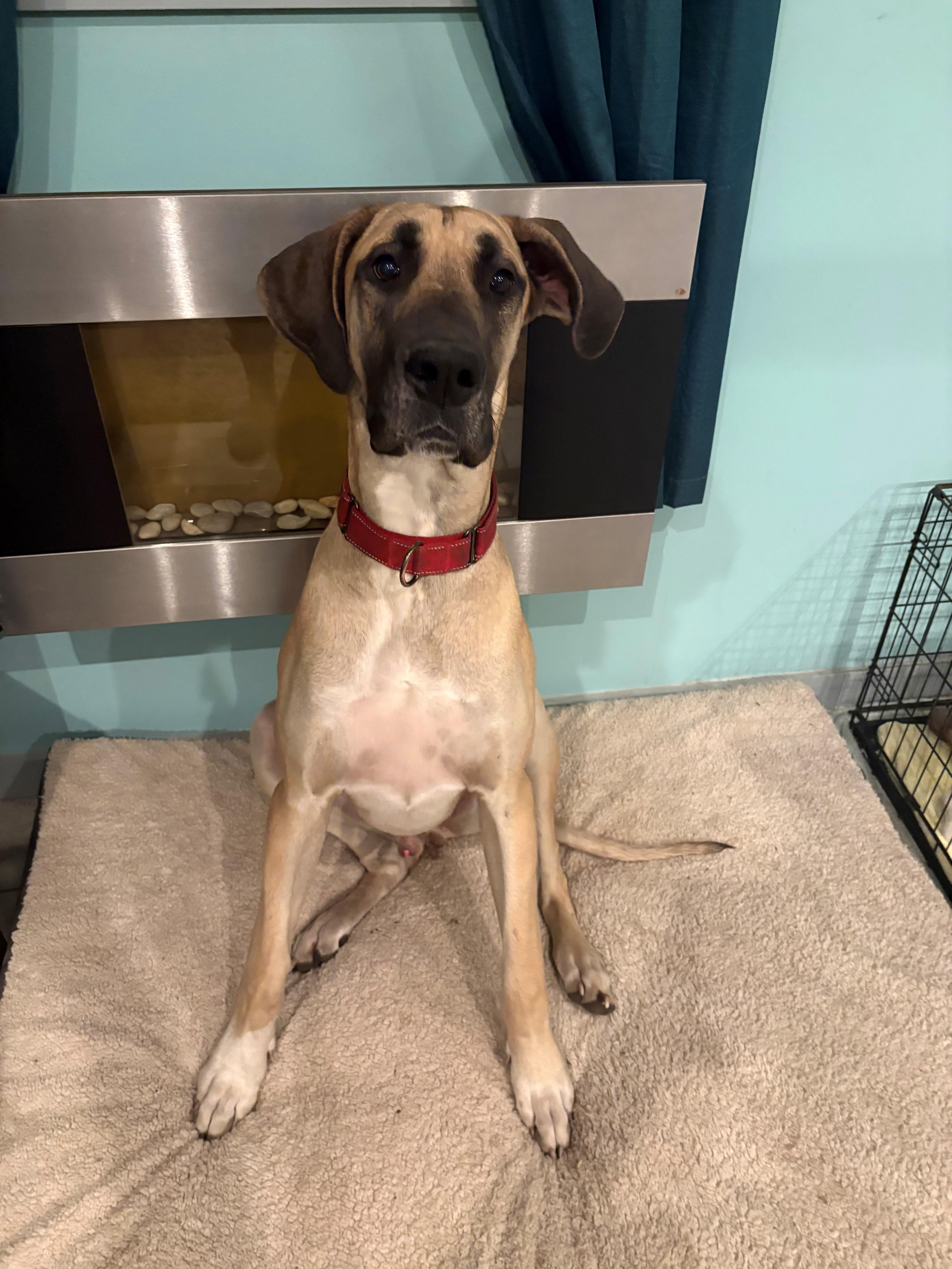 Jax, a ADOPTABLE Great Dane in Bonneau, SC image 2/4