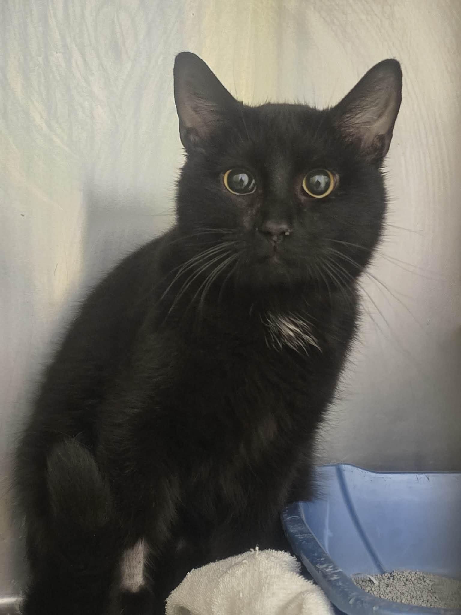 Onion, ADOPTABLE, Adult Male Domestic Short Hair.