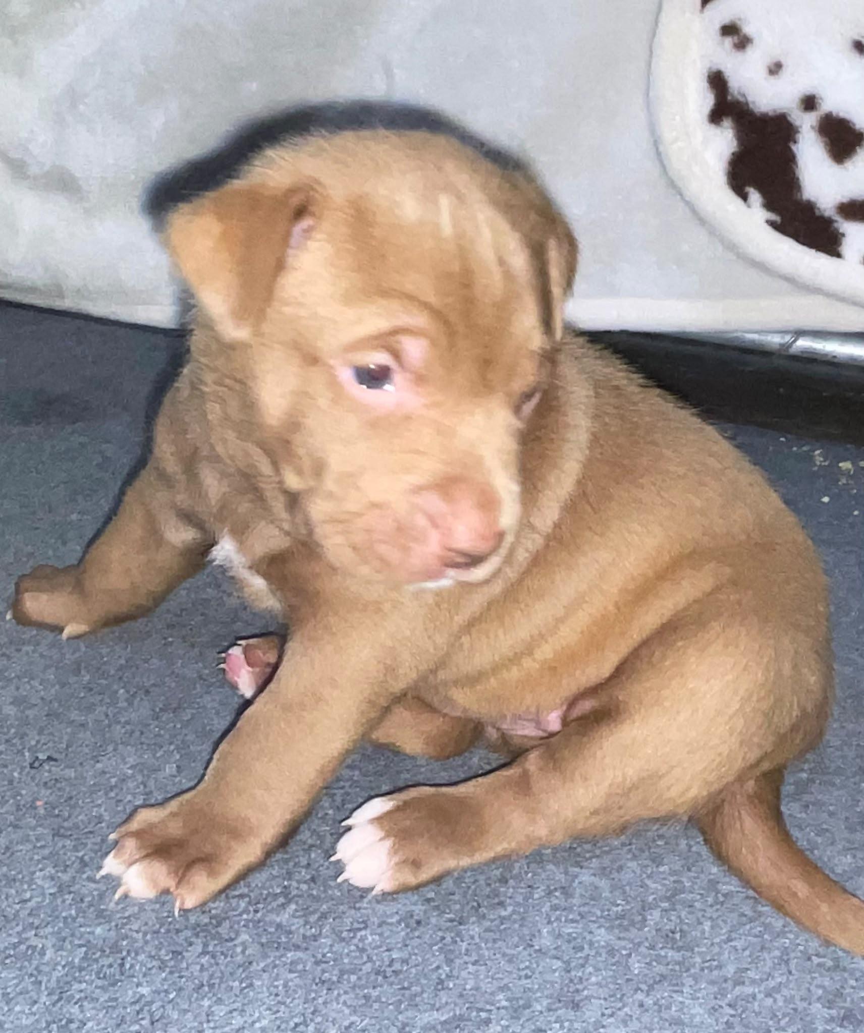 OPIE, Adoptable, Puppy Male Pit Bull Terrier & Mastiff.
