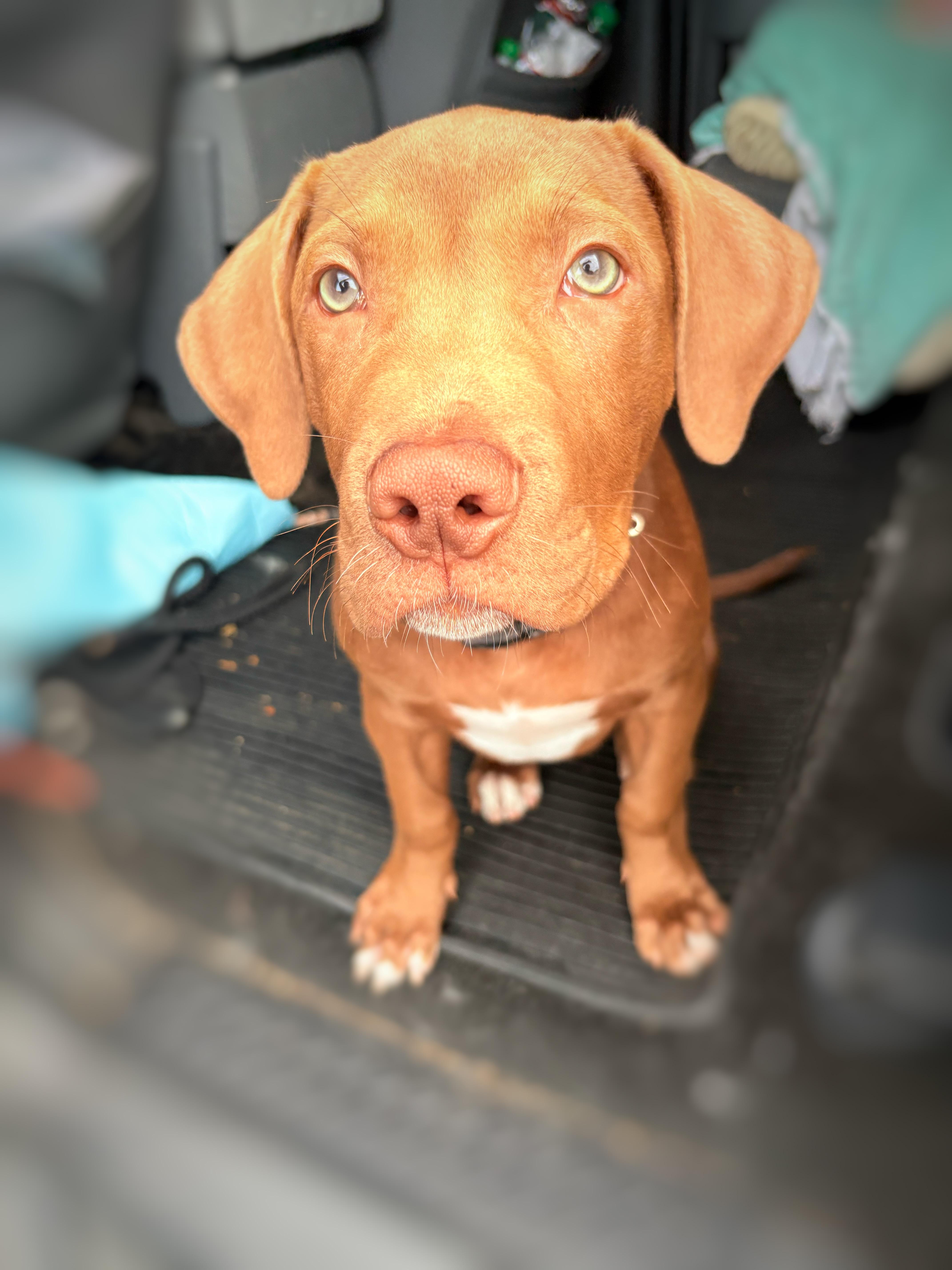 OPIE, Adoptable, Puppy Male Pit Bull Terrier & American Staffordshire Terrier.