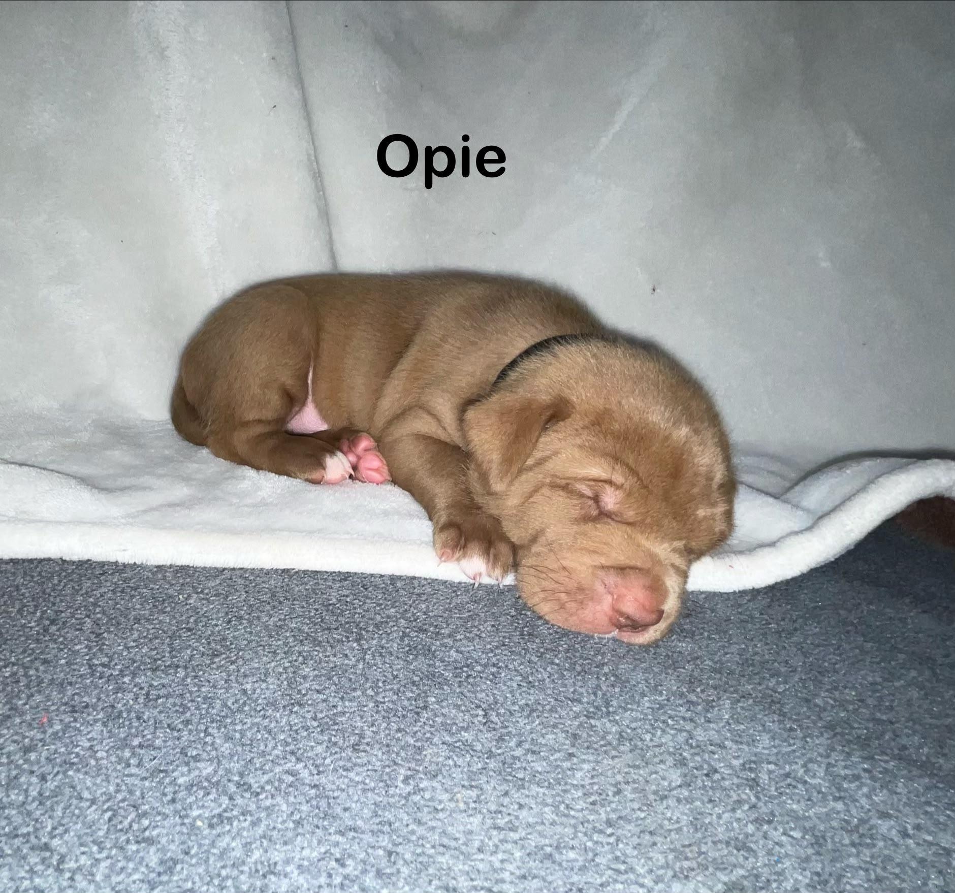 OPIE, a Adoptable mixed breed in Discovery Bay, CA image 2/3