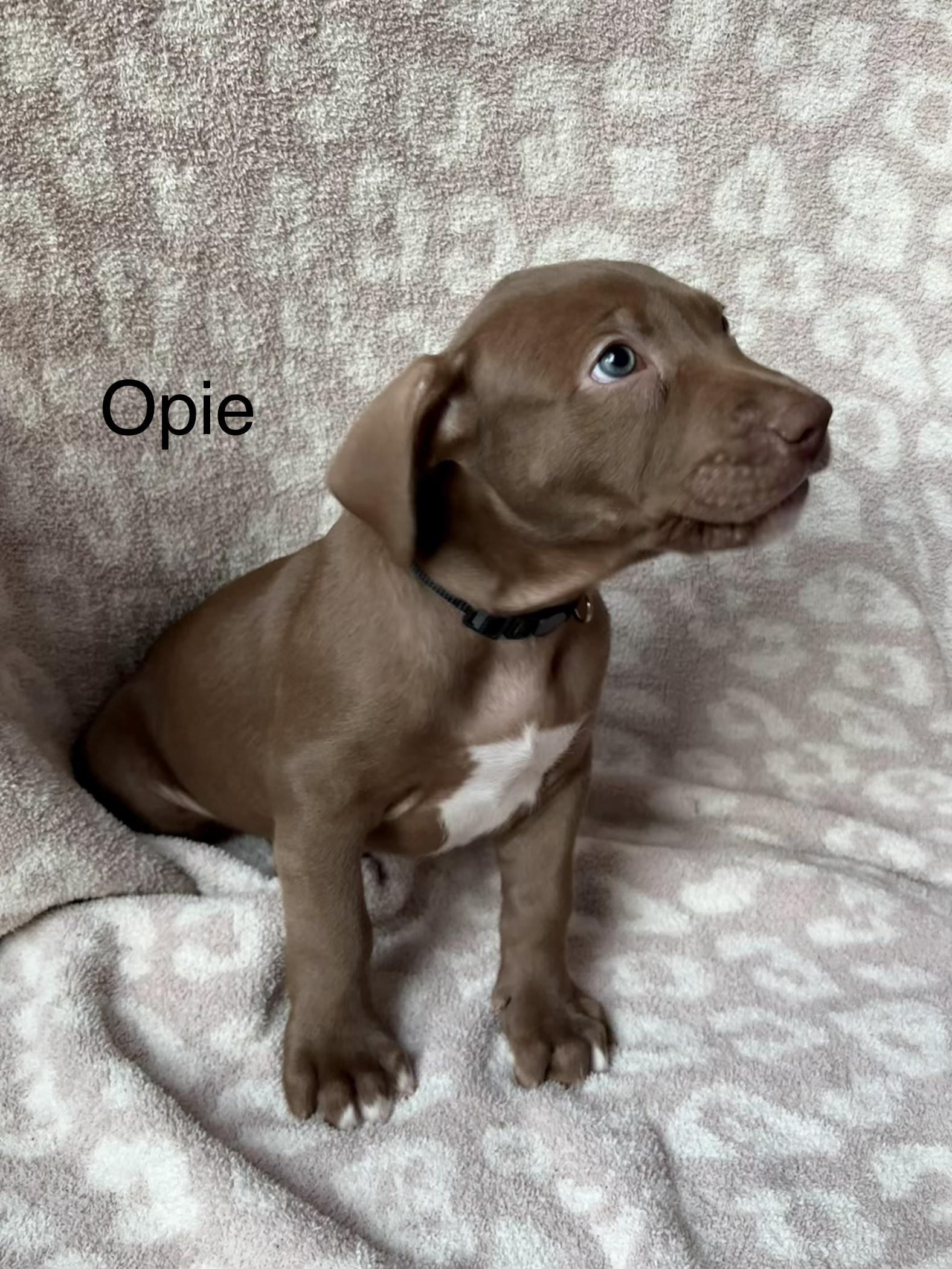 OPIE, a Adoptable mixed breed in Discovery Bay, CA image 3/3