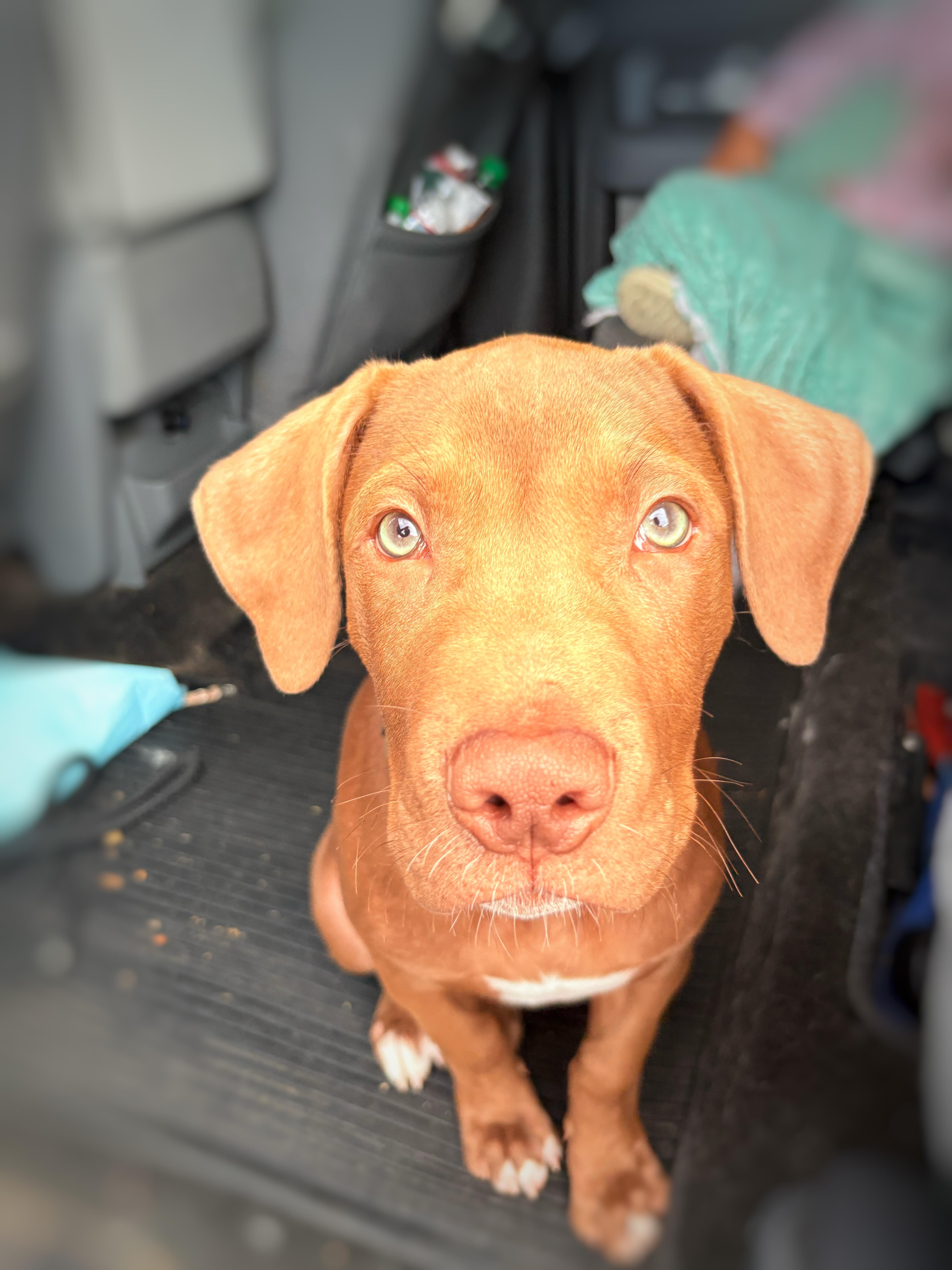 Enlarge OPIE, a Adoptable mixed breed in Discovery Bay, CA image 2/4