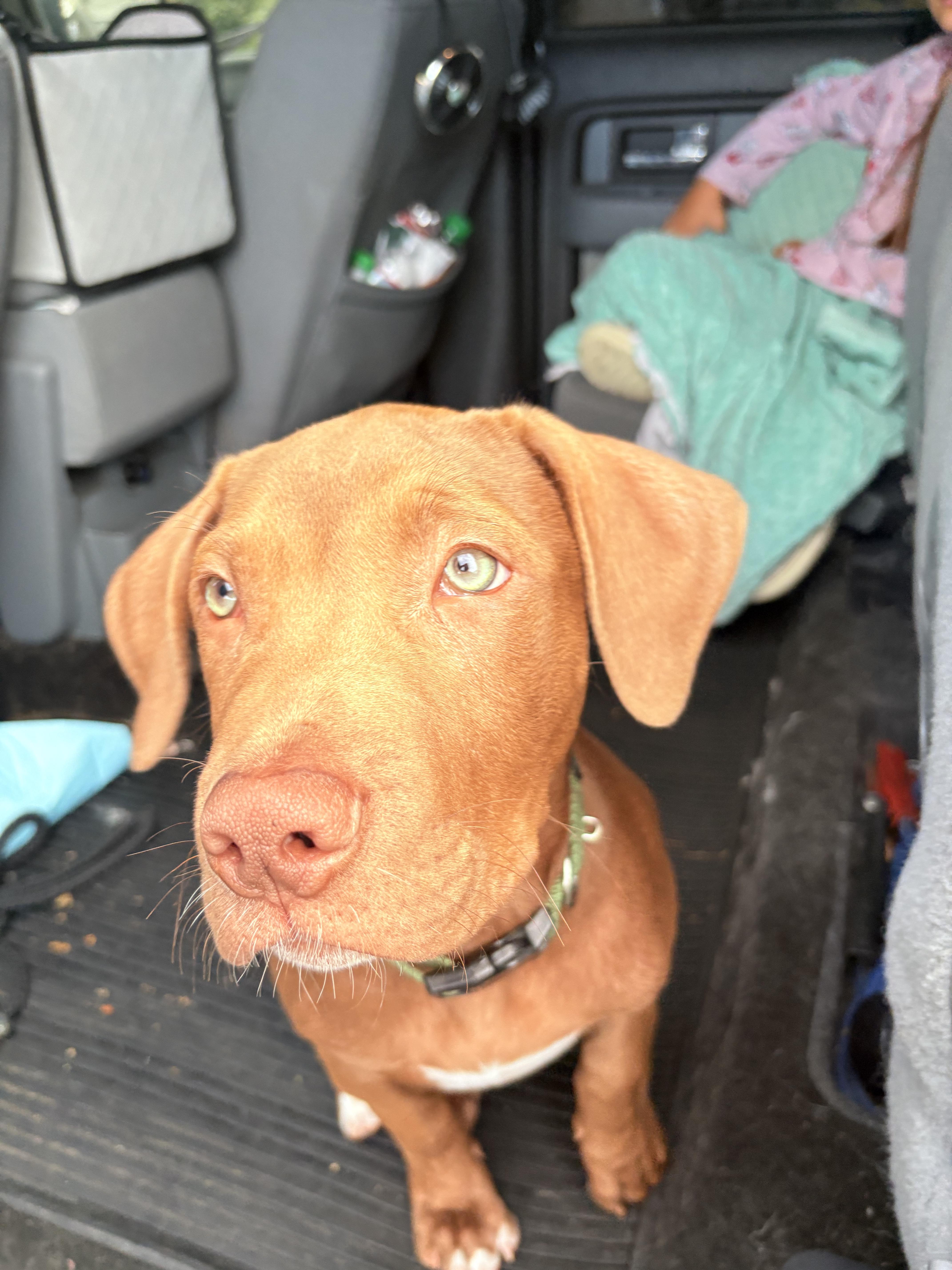 Enlarge OPIE, a Adoptable mixed breed in Discovery Bay, CA image 4/4