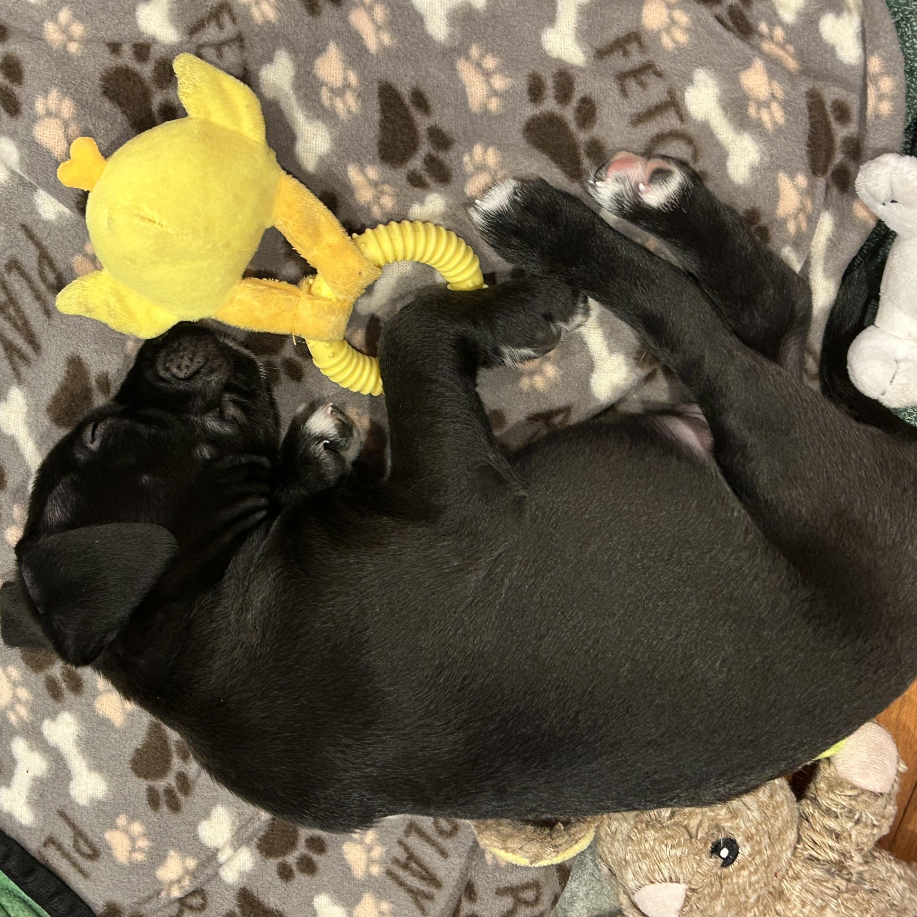 Enlarge Coal, an adopted mixed breed in Plainfield, IL image 2/5