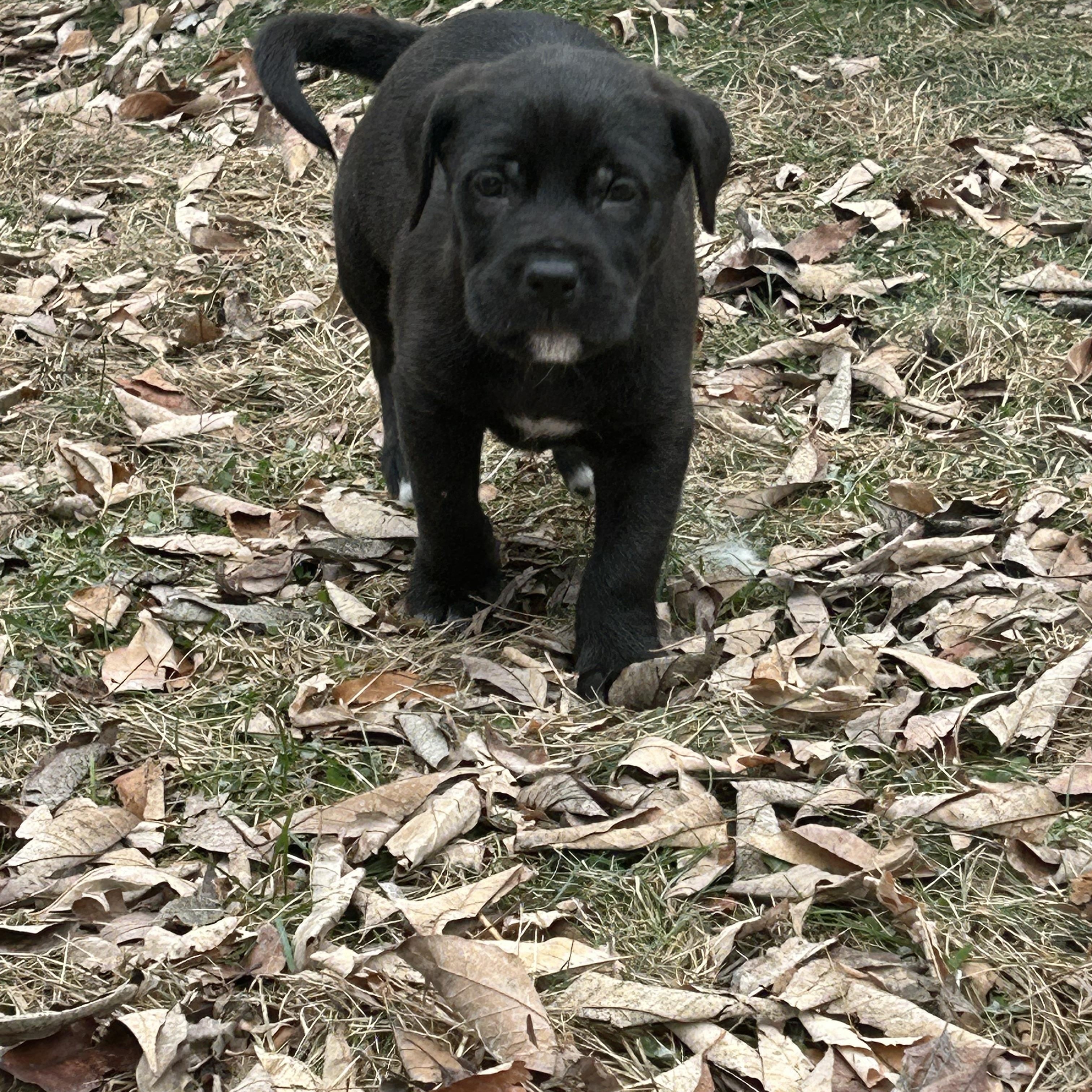 Enlarge Coal, an adopted mixed breed in Plainfield, IL image 4/5
