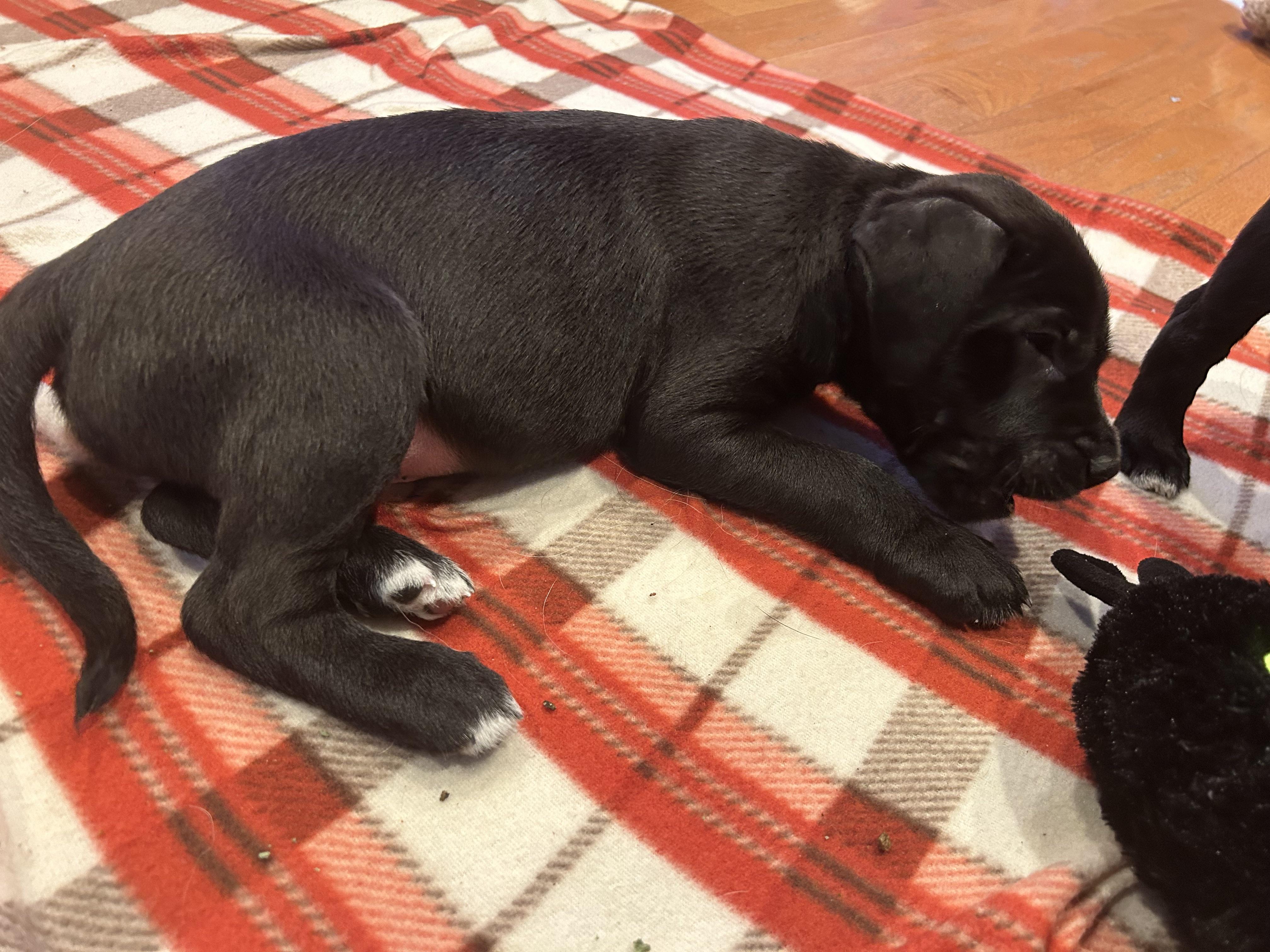 Enlarge Coal, an adopted mixed breed in Plainfield, IL image 5/5