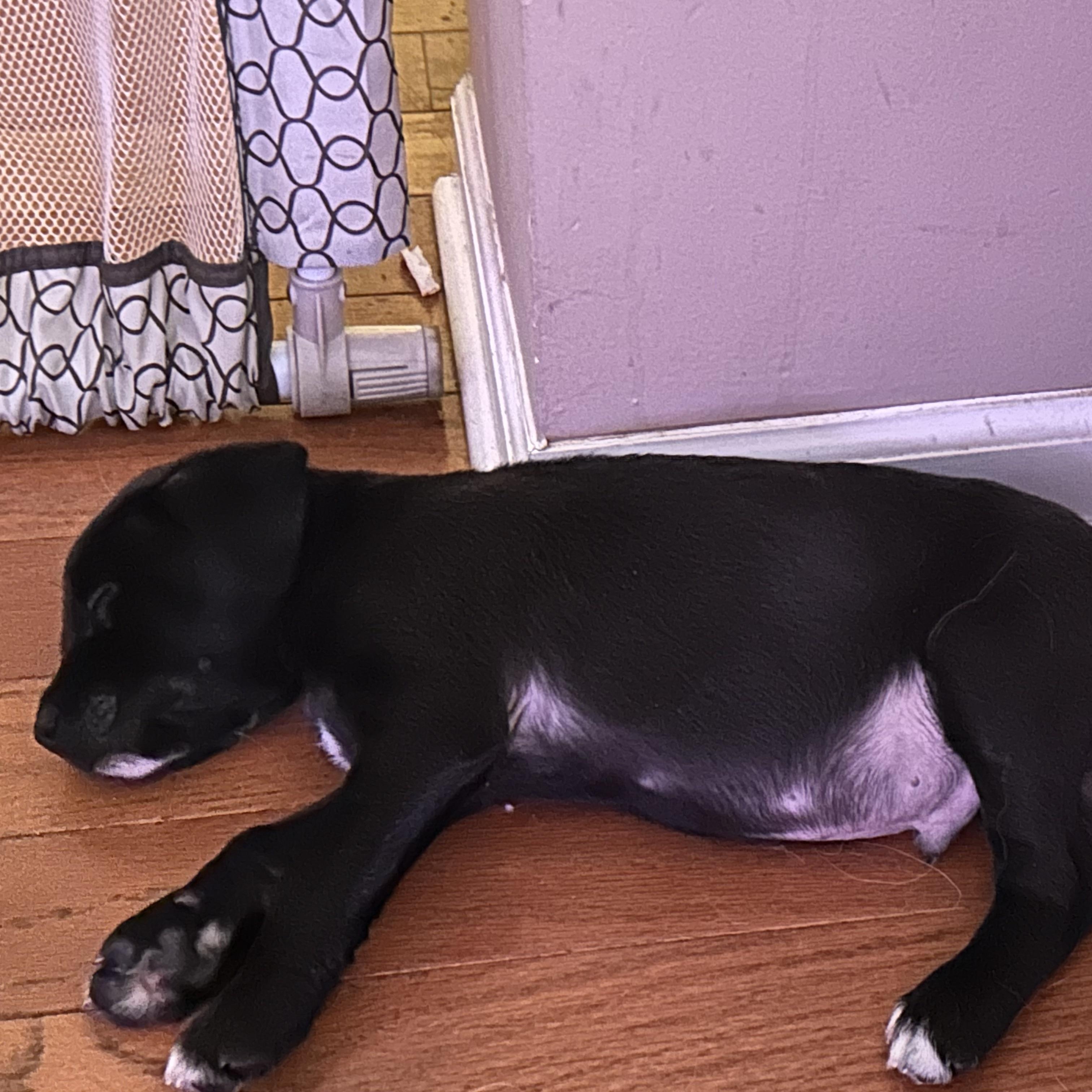 Coal, adopted, Puppy Male Black Labrador Retriever.