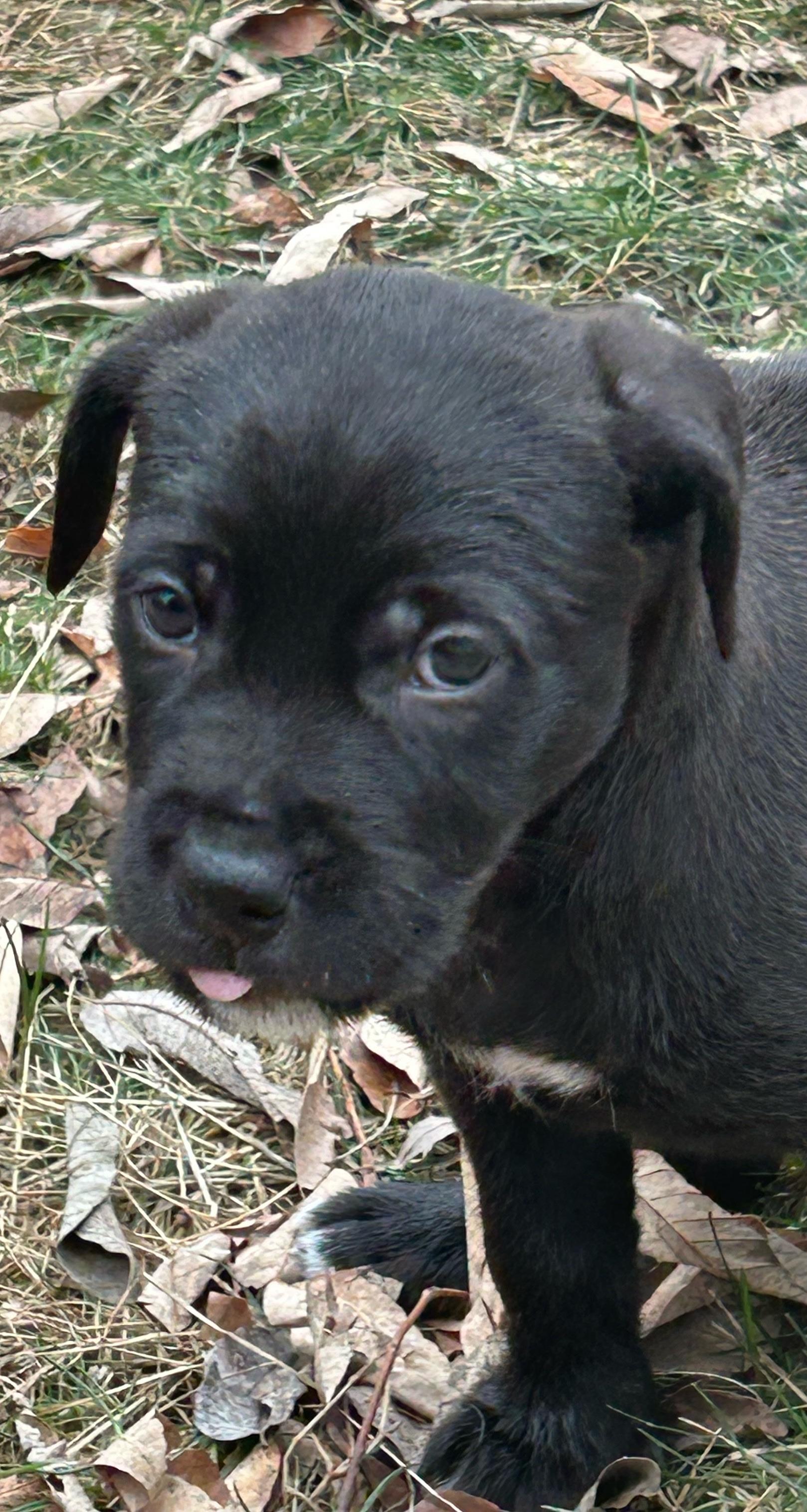 Enlarge Coal, an adopted mixed breed in Plainfield, IL image 3/5