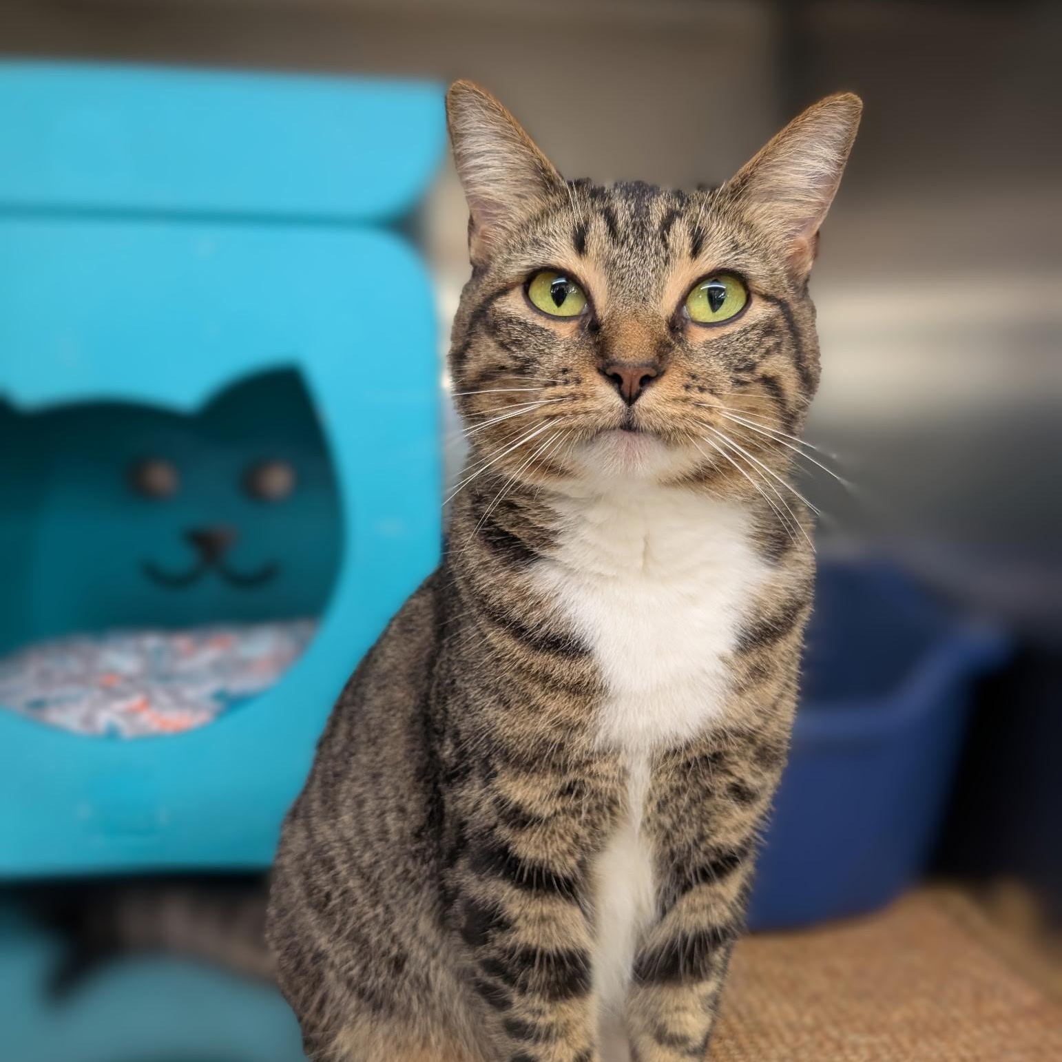 Piccolo, adopted, Young Female Domestic Short Hair.