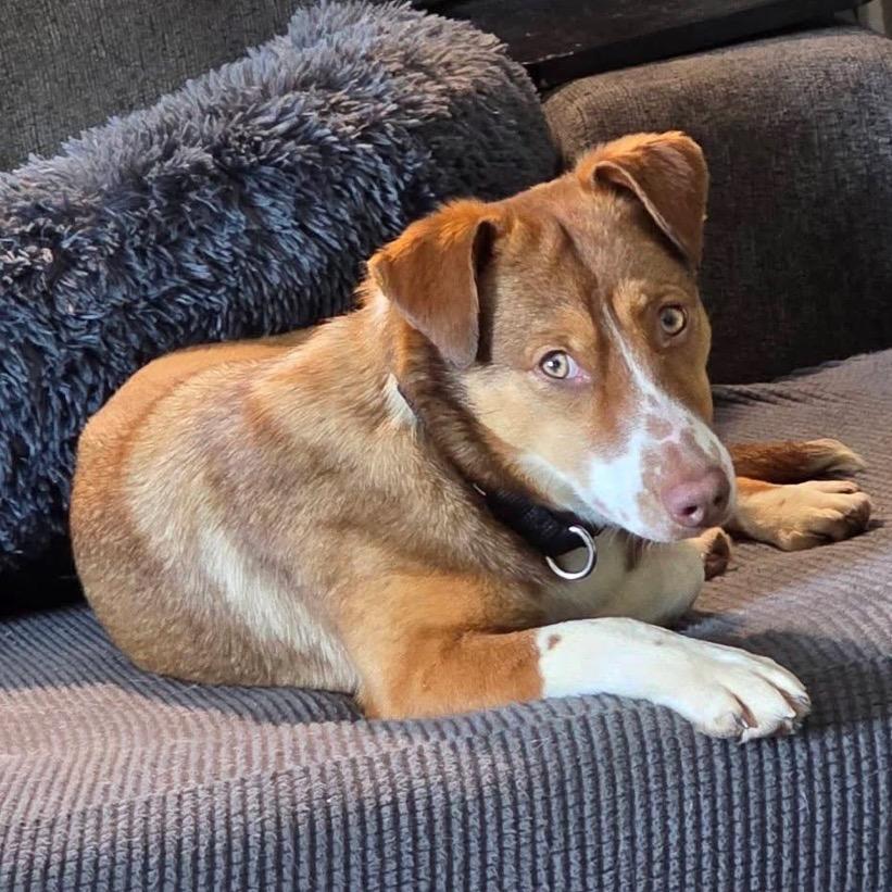 Nutmeg, Adoptable, Young Female Collie & Cattle Dog.