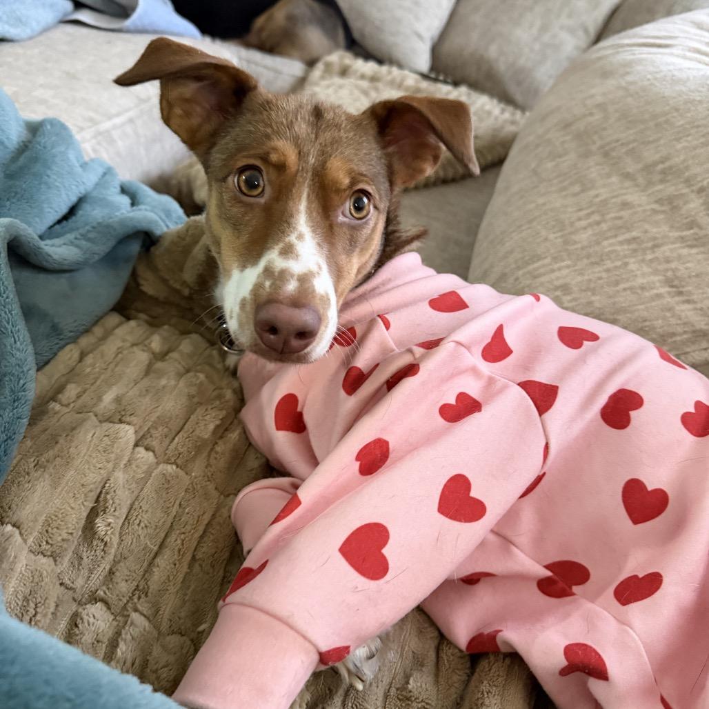 Nutmeg, a Adoptable mixed breed in Avon, OH image 3/6