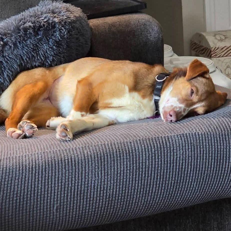 Nutmeg, a Adoptable mixed breed in Avon, OH image 4/6