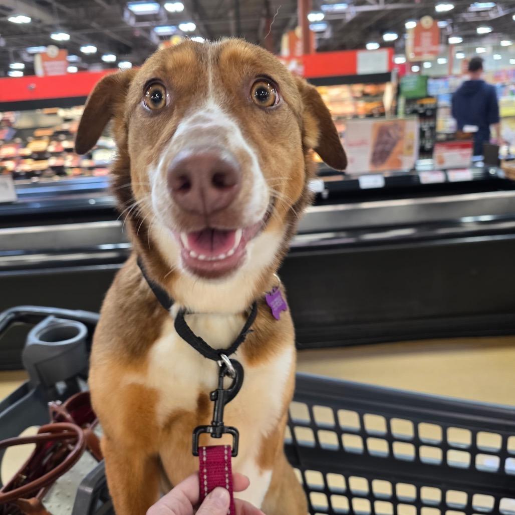 Nutmeg, a Adoptable mixed breed in Avon, OH image 6/6
