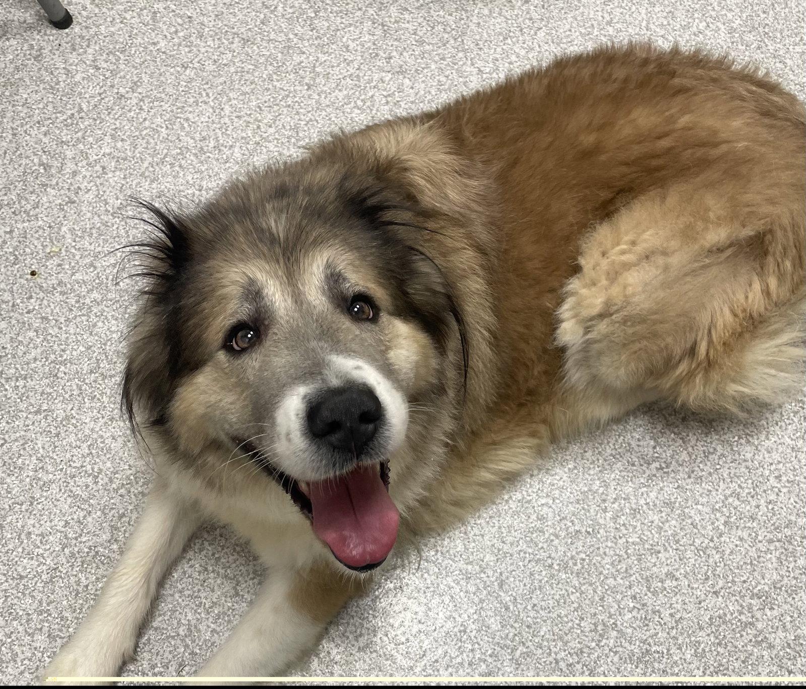 Enlarge Poptart, a Adoptable Great Pyrenees in Lancaster, PA image 1/3