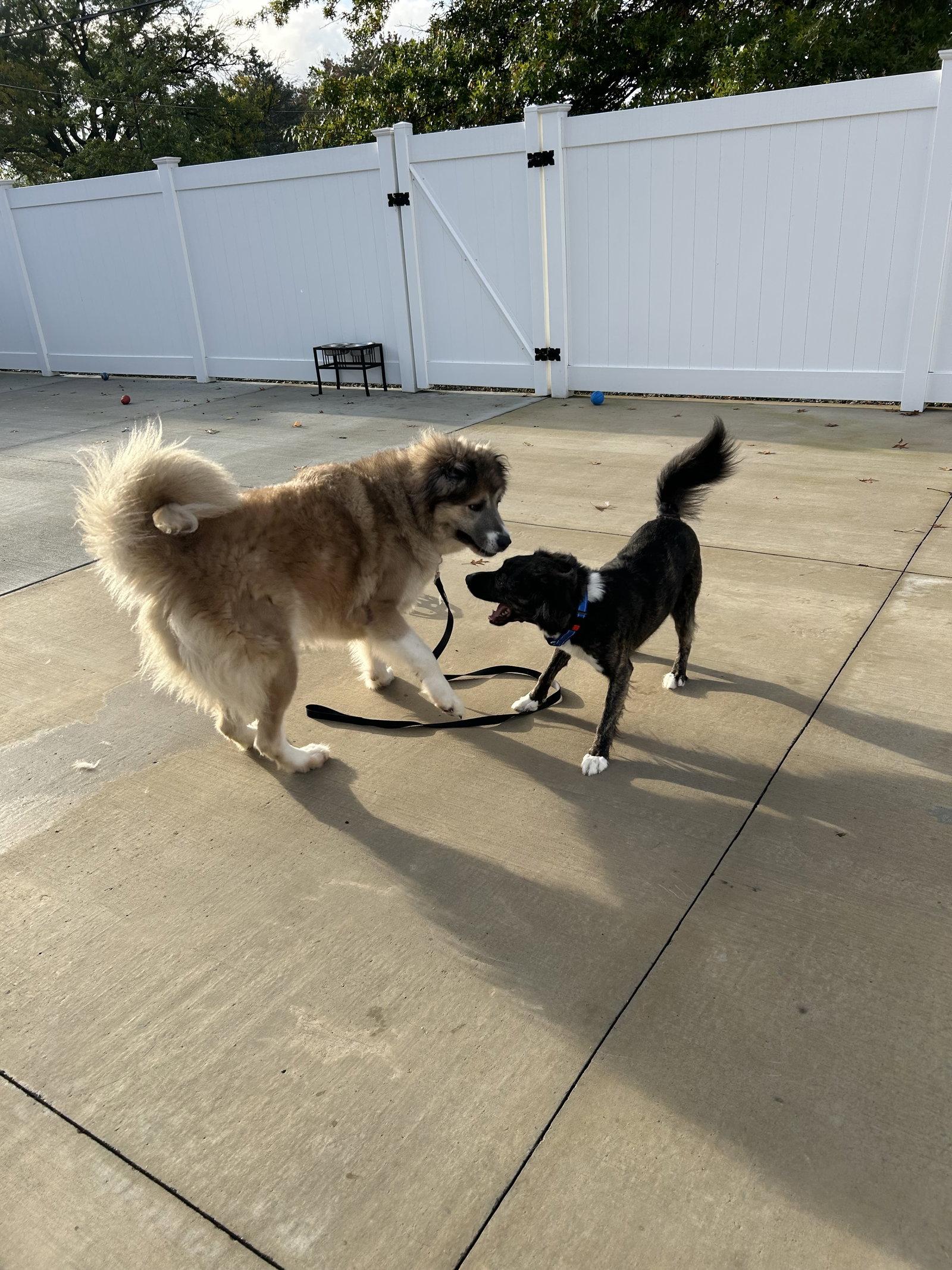 Enlarge Poptart, a Adoptable Great Pyrenees in Lancaster, PA image 2/3