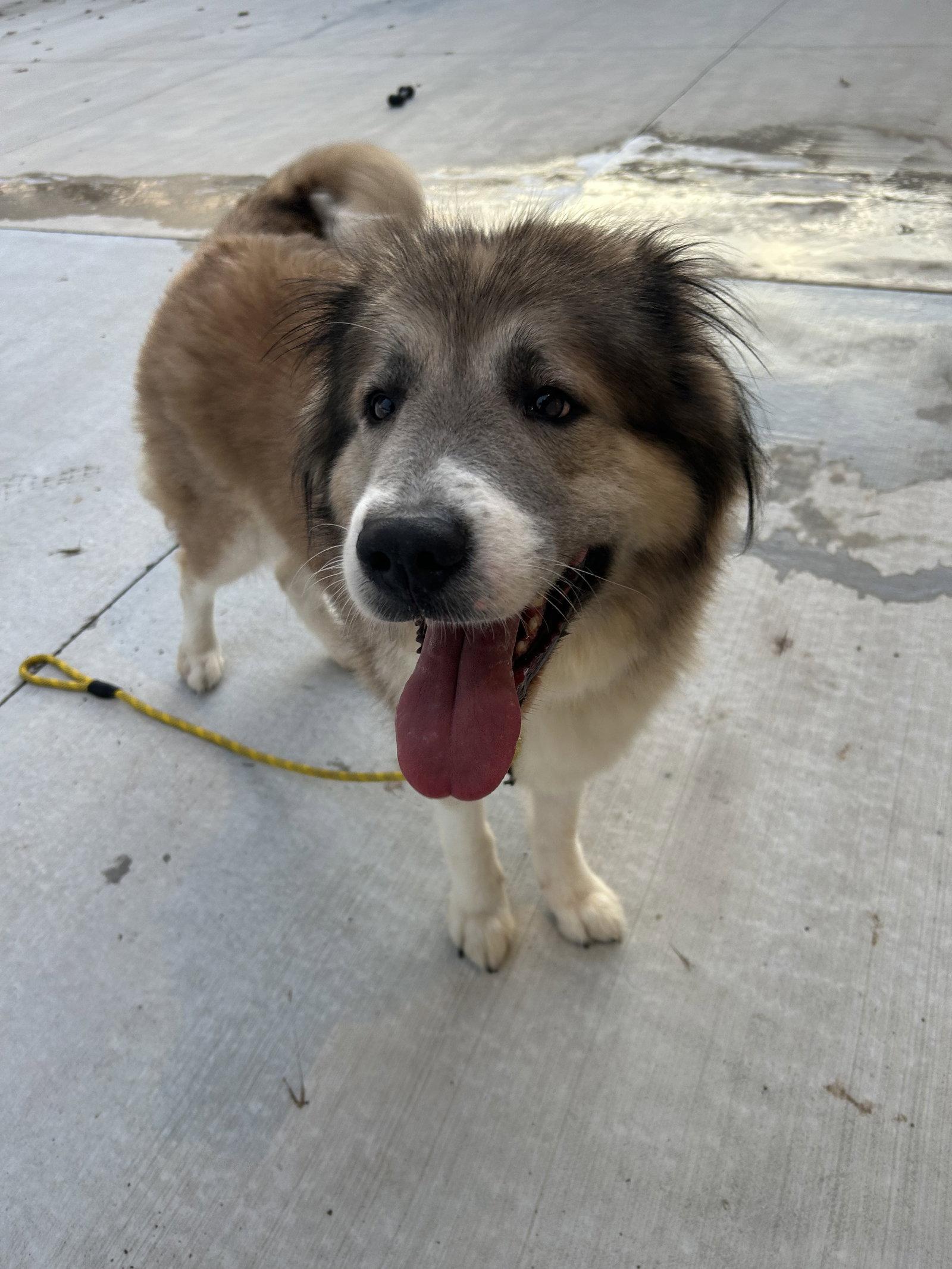 Enlarge Poptart, a Adoptable Great Pyrenees in Lancaster, PA image 3/3