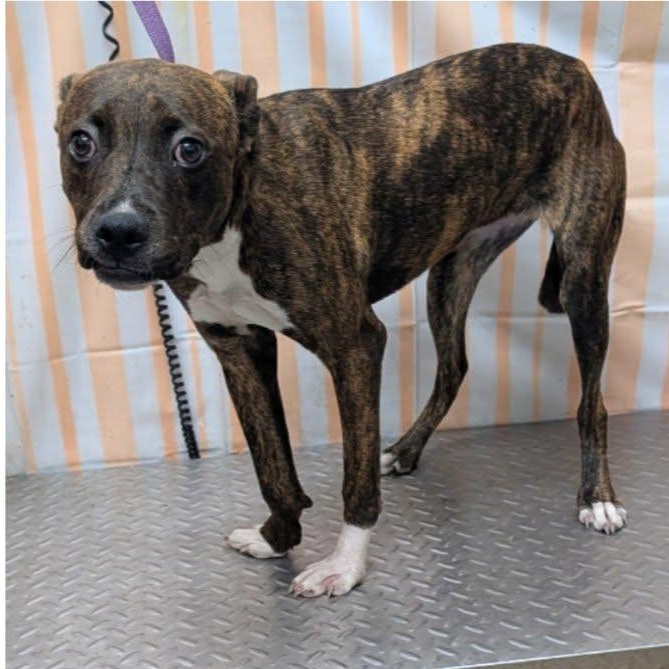 Brandy, Adoptable, Young Female Mixed Breed.