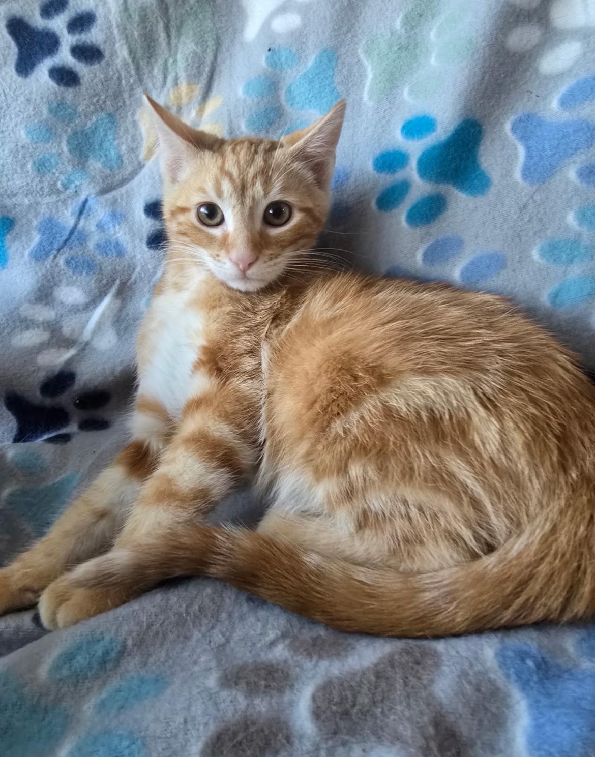 MONOPOLY, Adoptable, Young Male Domestic Short Hair.