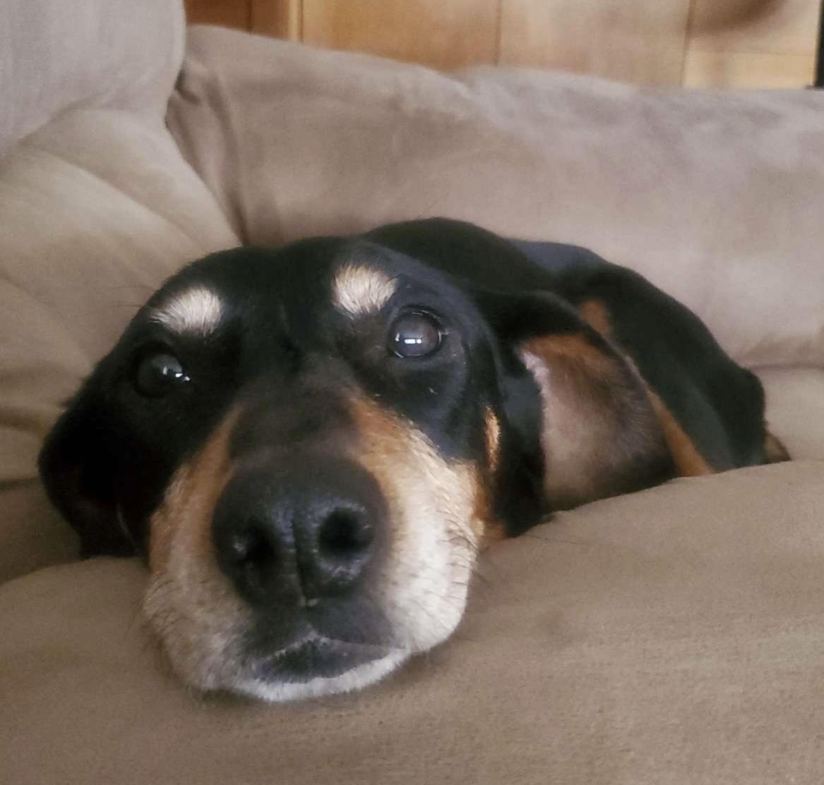 Enlarge Coco, a ADOPTABLE mixed breed in Manhattan, KS image 4/6