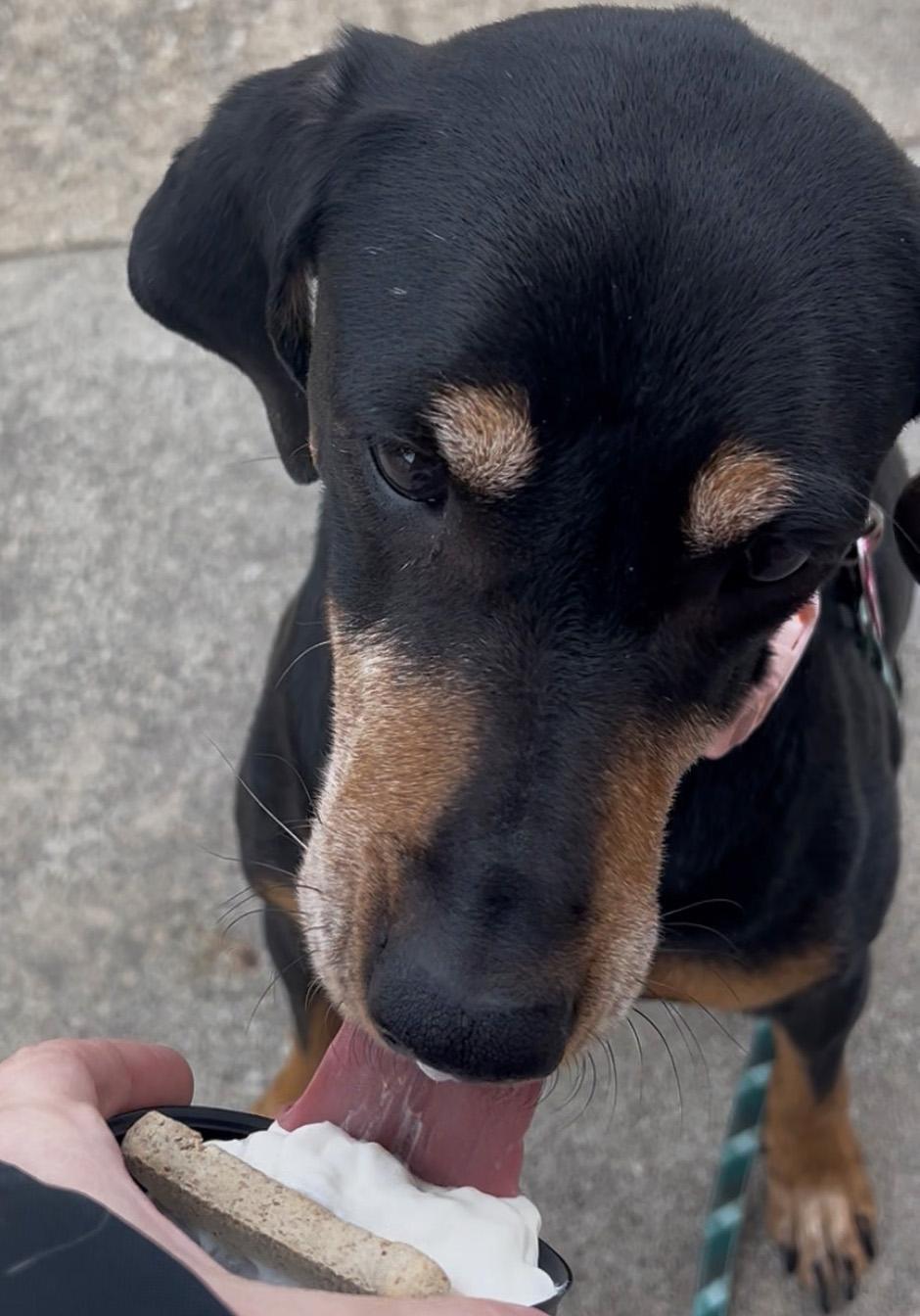 Enlarge Coco, a ADOPTABLE mixed breed in Manhattan, KS image 5/6