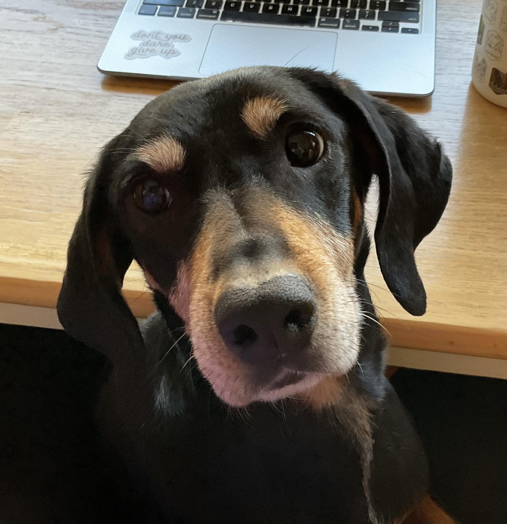 Coco, ADOPTABLE, Adult Female Coonhound.