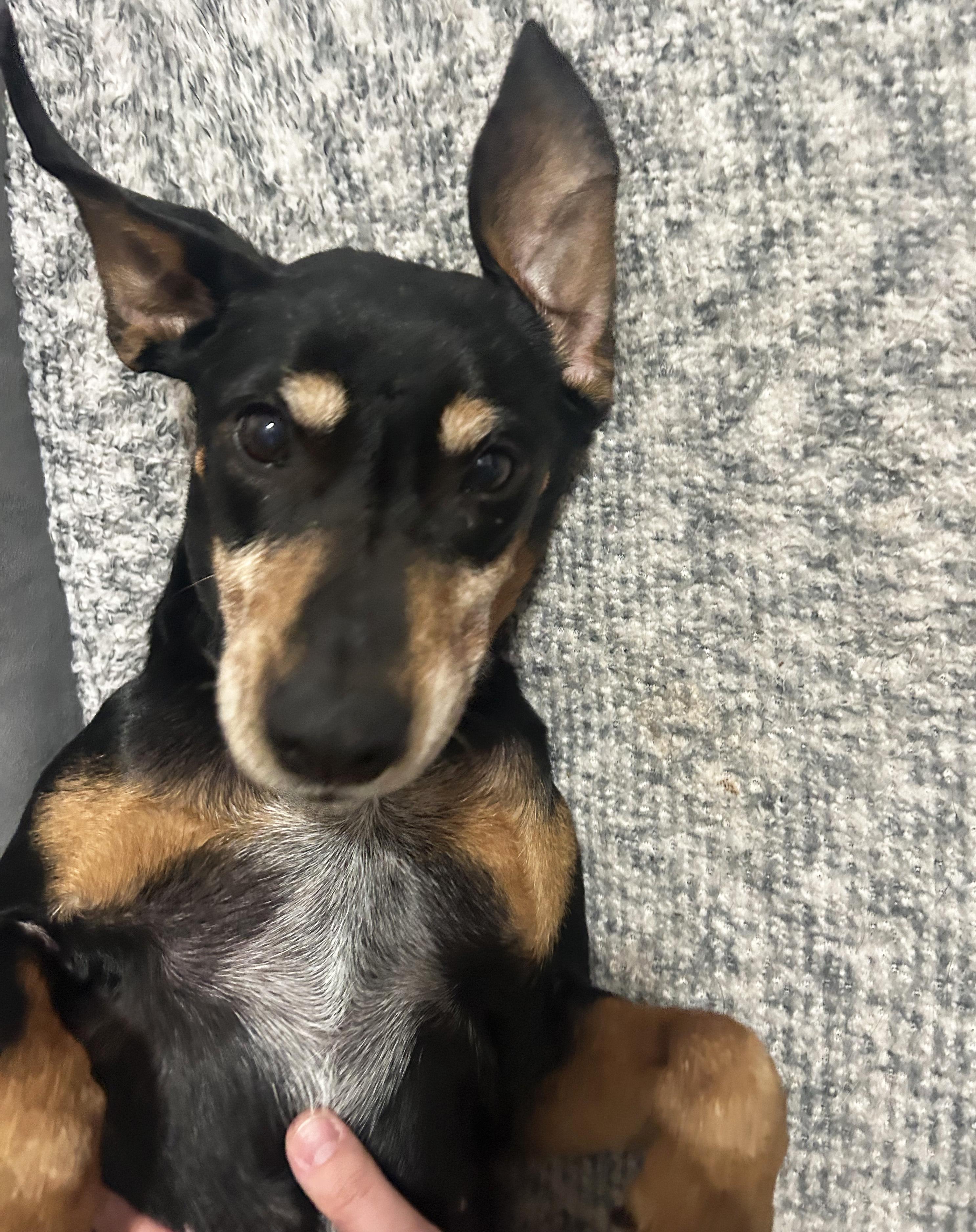 Enlarge Coco, a ADOPTABLE mixed breed in Manhattan, KS image 2/6