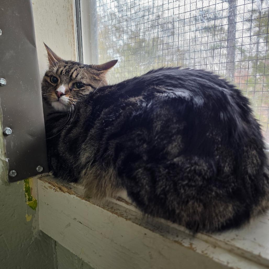 Trooper, Adoptable, Adult Male Domestic Short Hair.