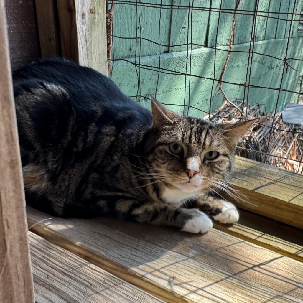 Enlarge Trooper, a Adoptable Domestic Short Hair in Eureka Springs, AR image 2/3