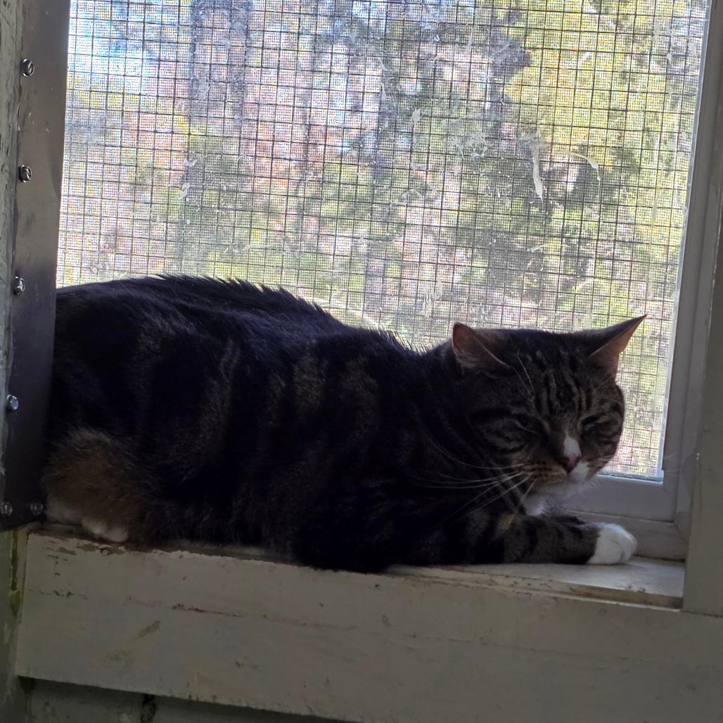 Enlarge Trooper, a Adoptable Domestic Short Hair in Eureka Springs, AR image 2/2