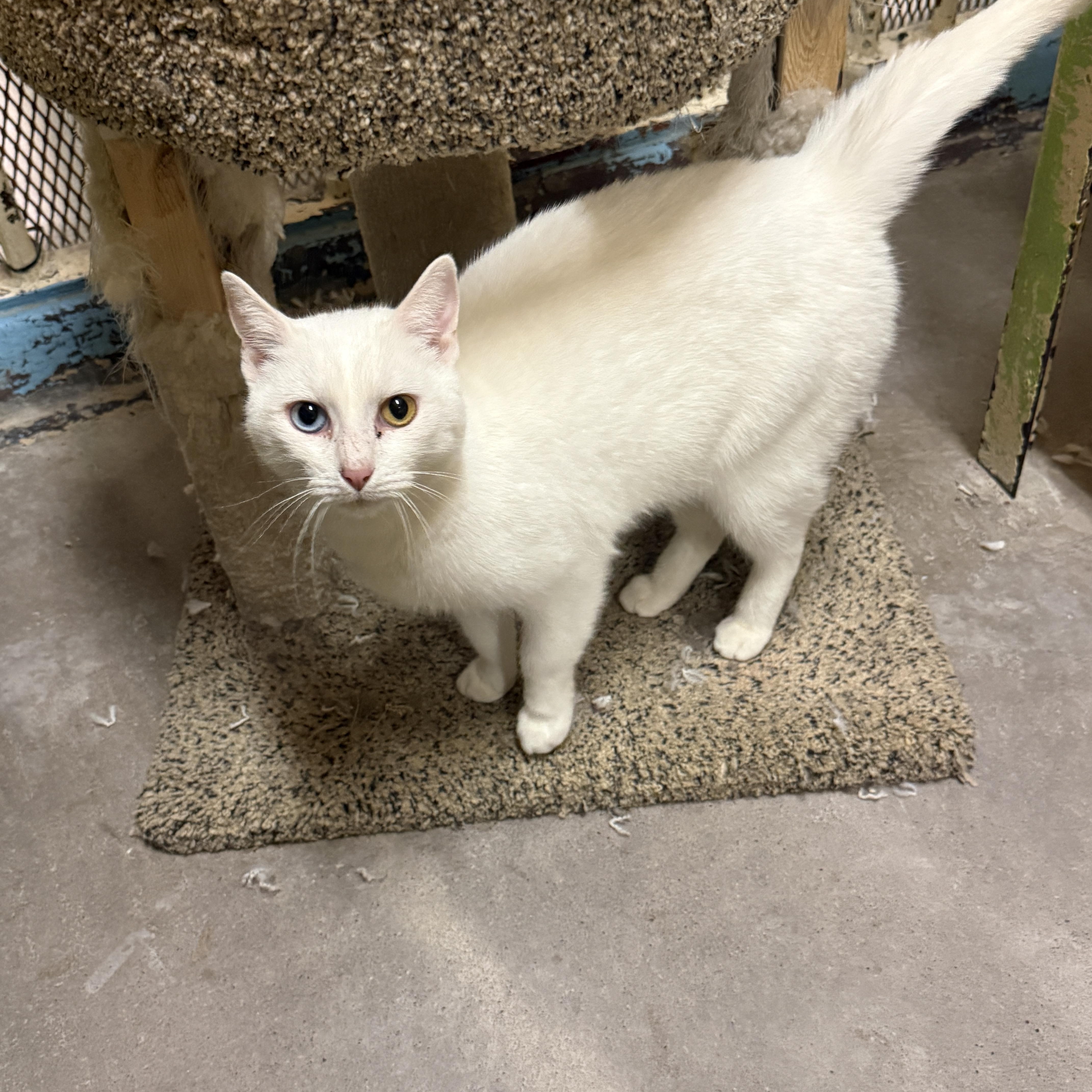 Enlarge Moon 4248, an adopted Domestic Short Hair in Phoenix, AZ image 2/3