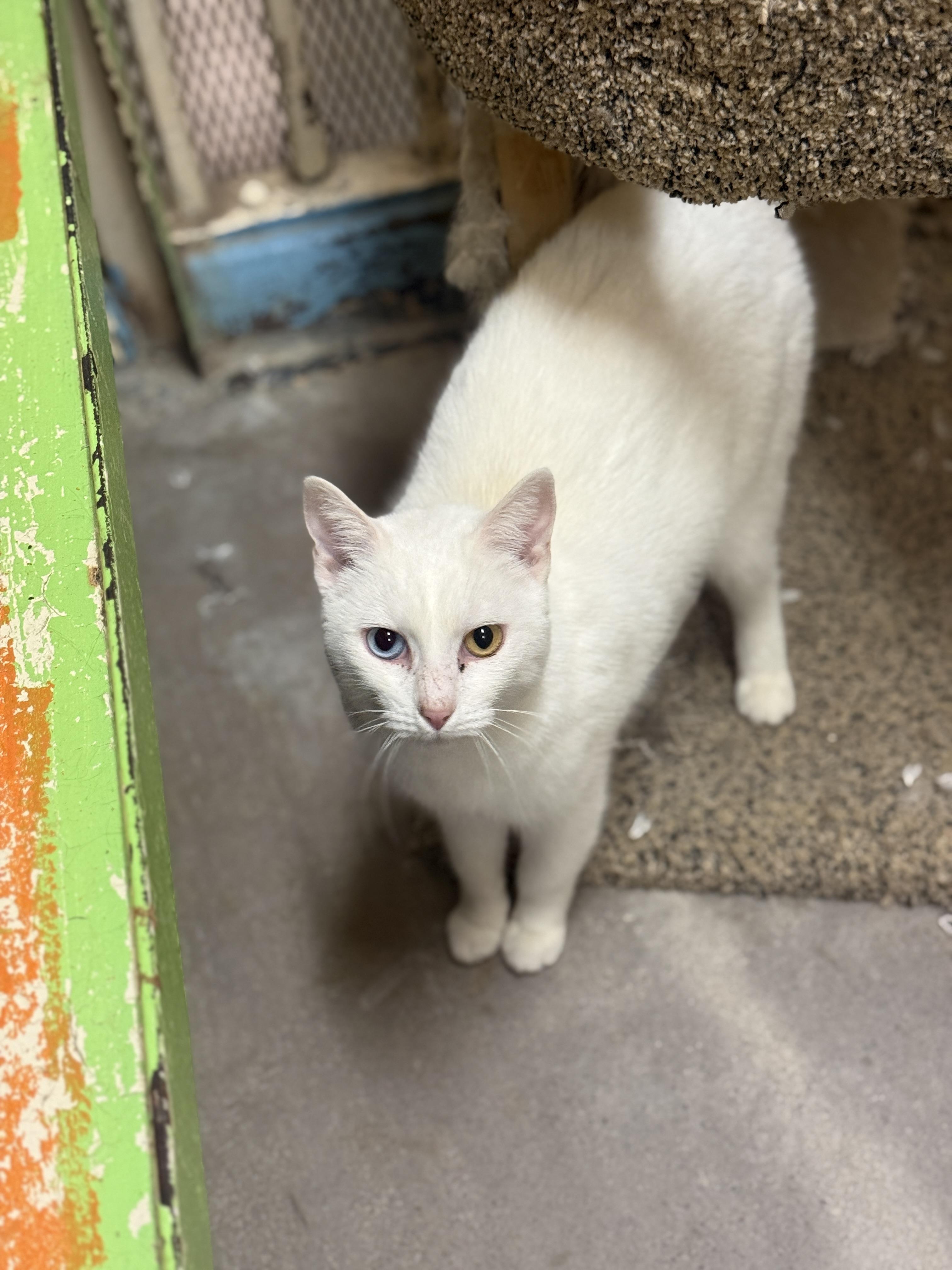 Enlarge Moon 4248, an adopted Domestic Short Hair in Phoenix, AZ image 1/3