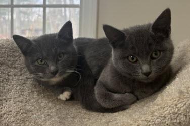 Lotus Stanton - must adopt with Maserati, Adoptable, Kitten Female Domestic Short Hair & Domestic Short Hair.