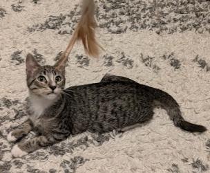 Finn, Adoptable, Kitten Male Domestic Short Hair.