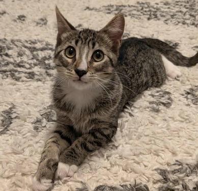 Finn, a Adoptable mixed breed image 2/3