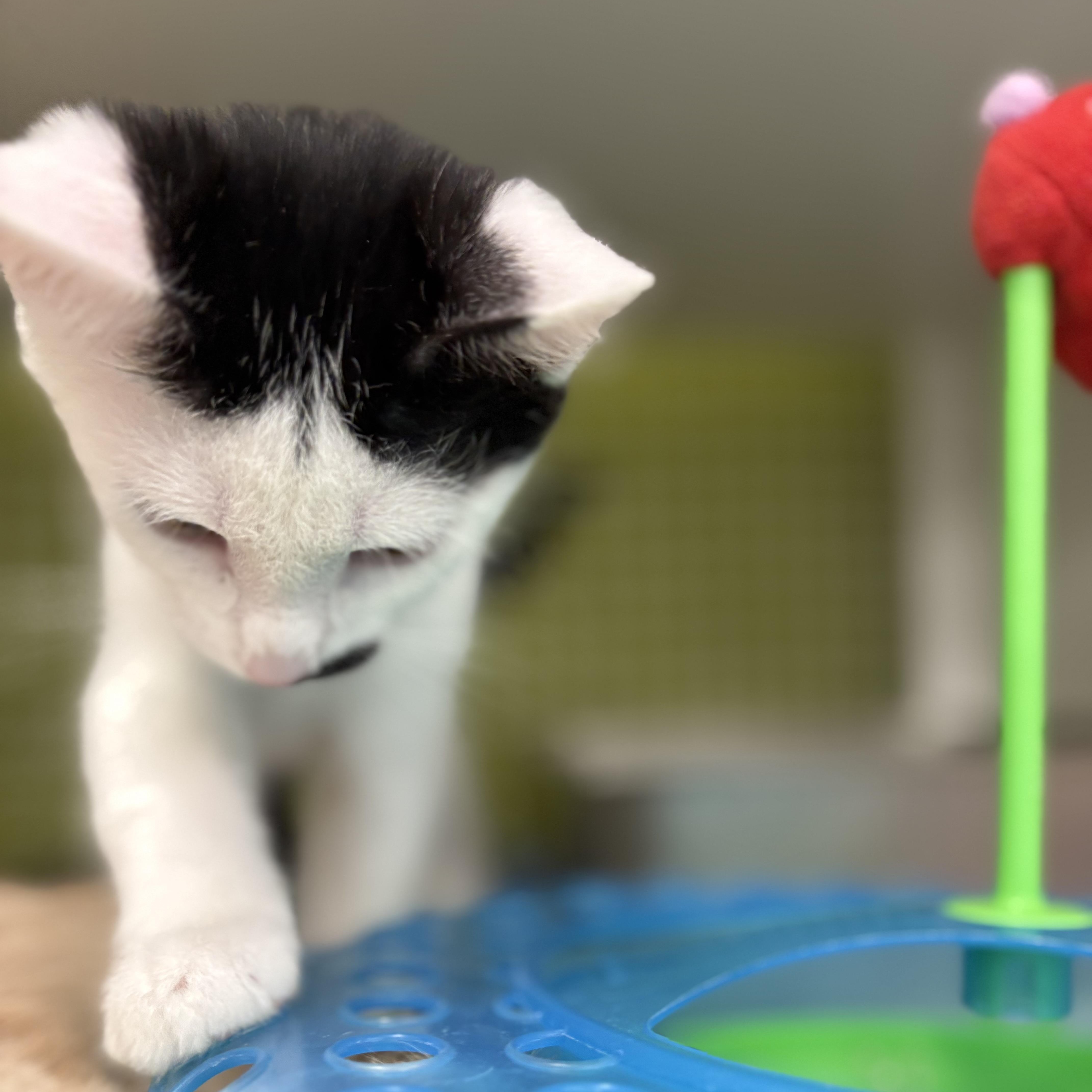 Enlarge Tallulah, a Adoptable Domestic Short Hair in La Canada, CA image 3/3