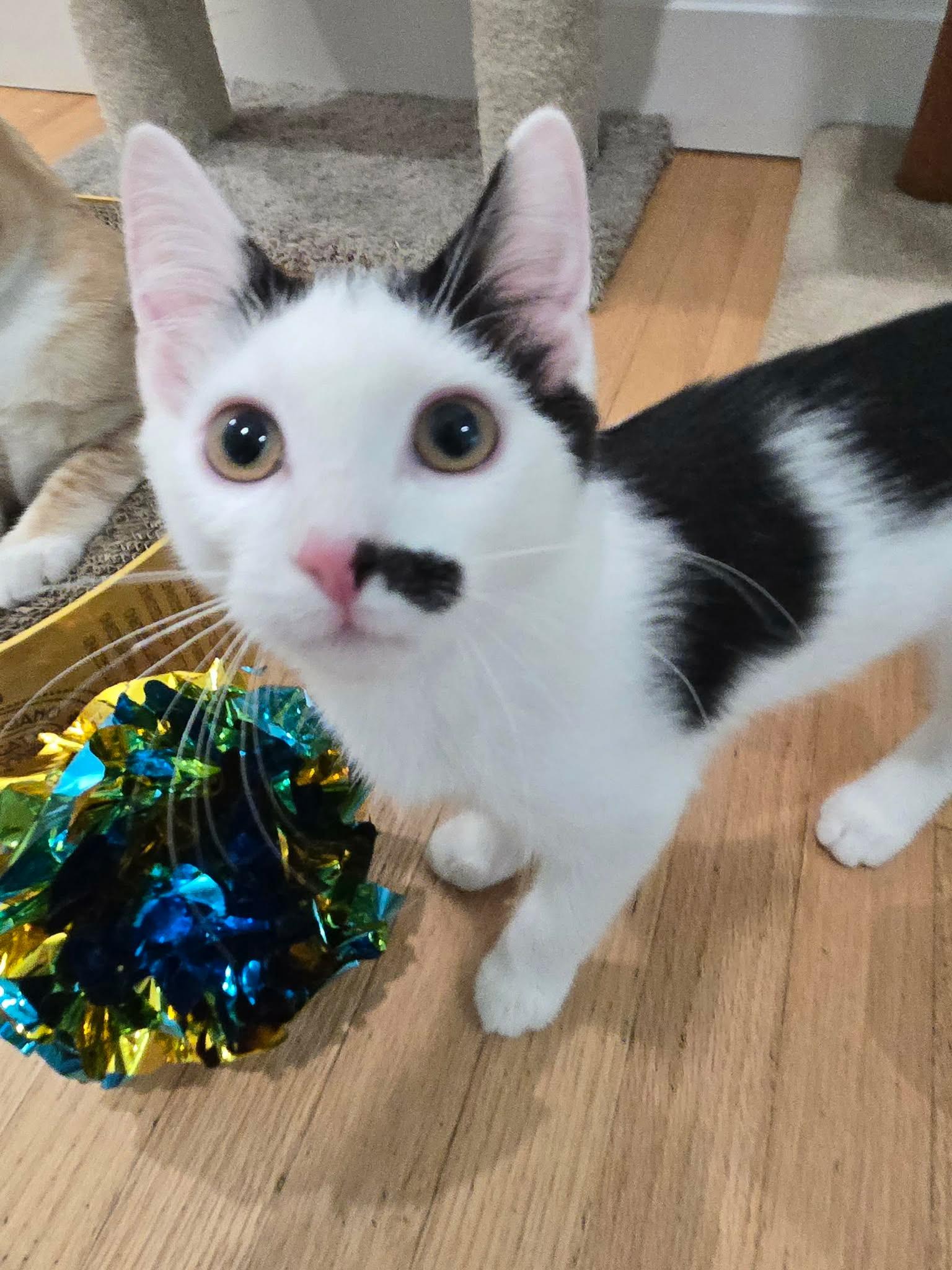 Enlarge Tallulah, a Adoptable Domestic Short Hair in La Canada, CA image 4/6