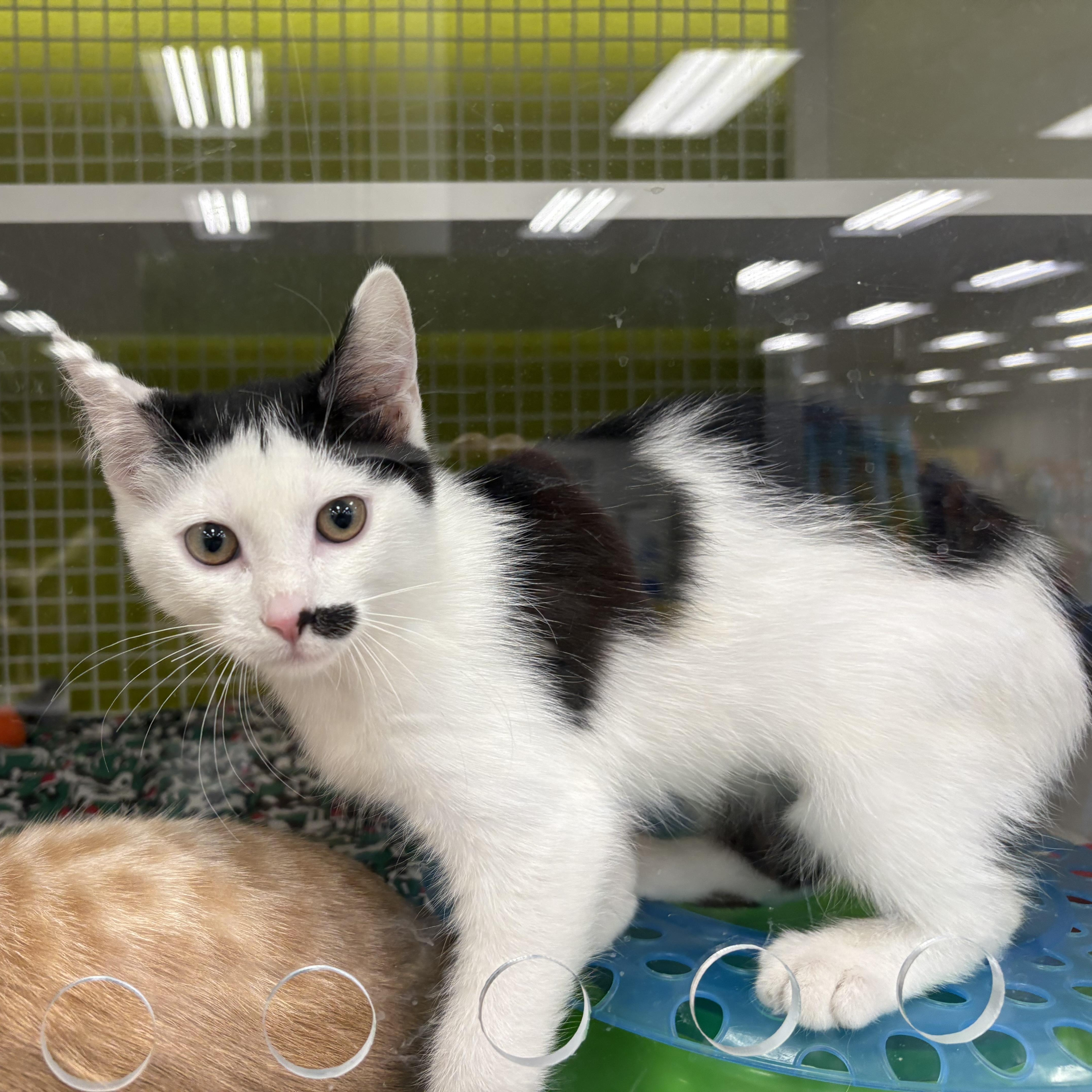 Enlarge Tallulah, a Adoptable Domestic Short Hair in La Canada, CA image 1/3