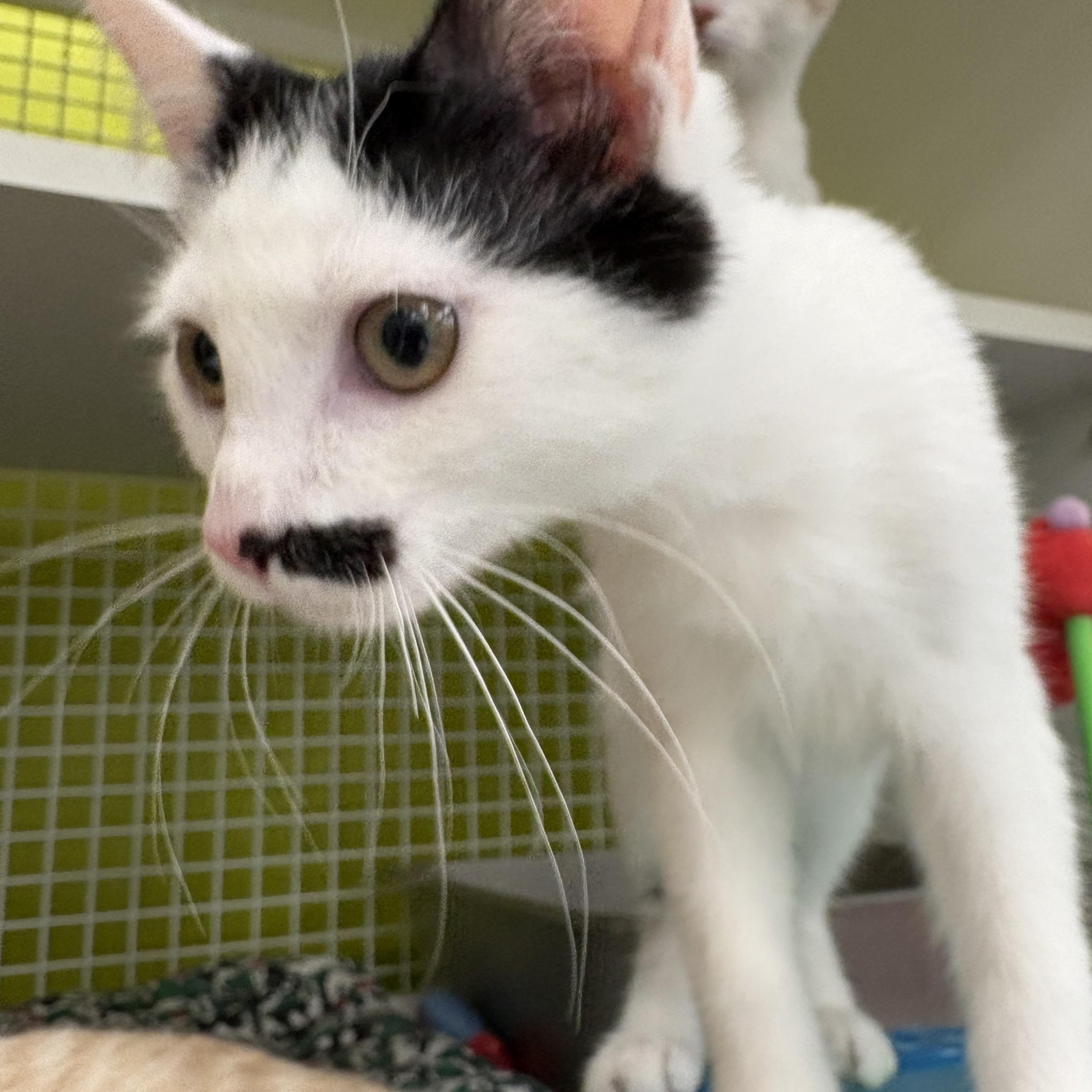Enlarge Tallulah, a Adoptable Domestic Short Hair in La Canada, CA image 3/6