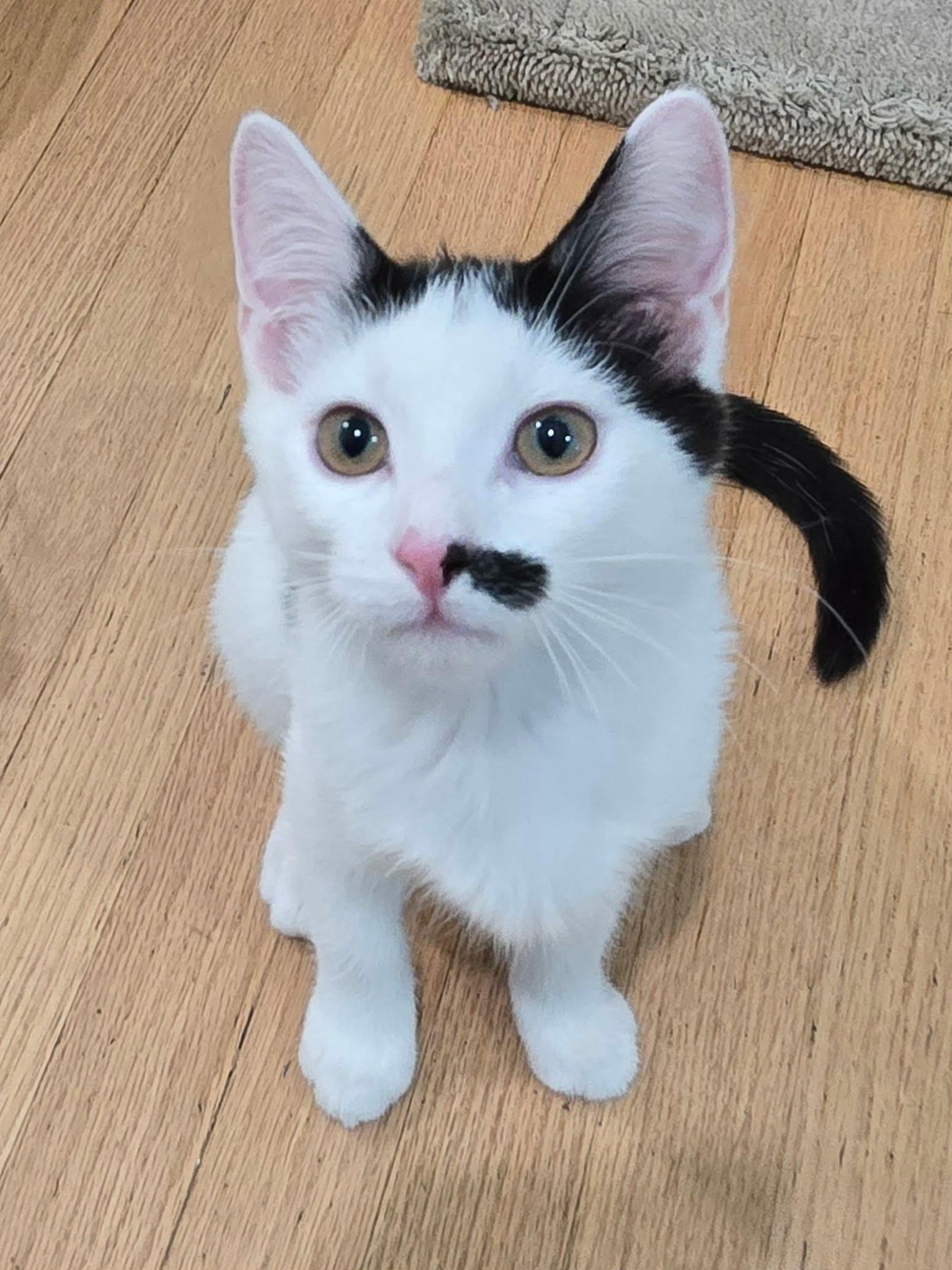 Enlarge Tallulah, a Adoptable Domestic Short Hair in La Canada, CA image 1/6