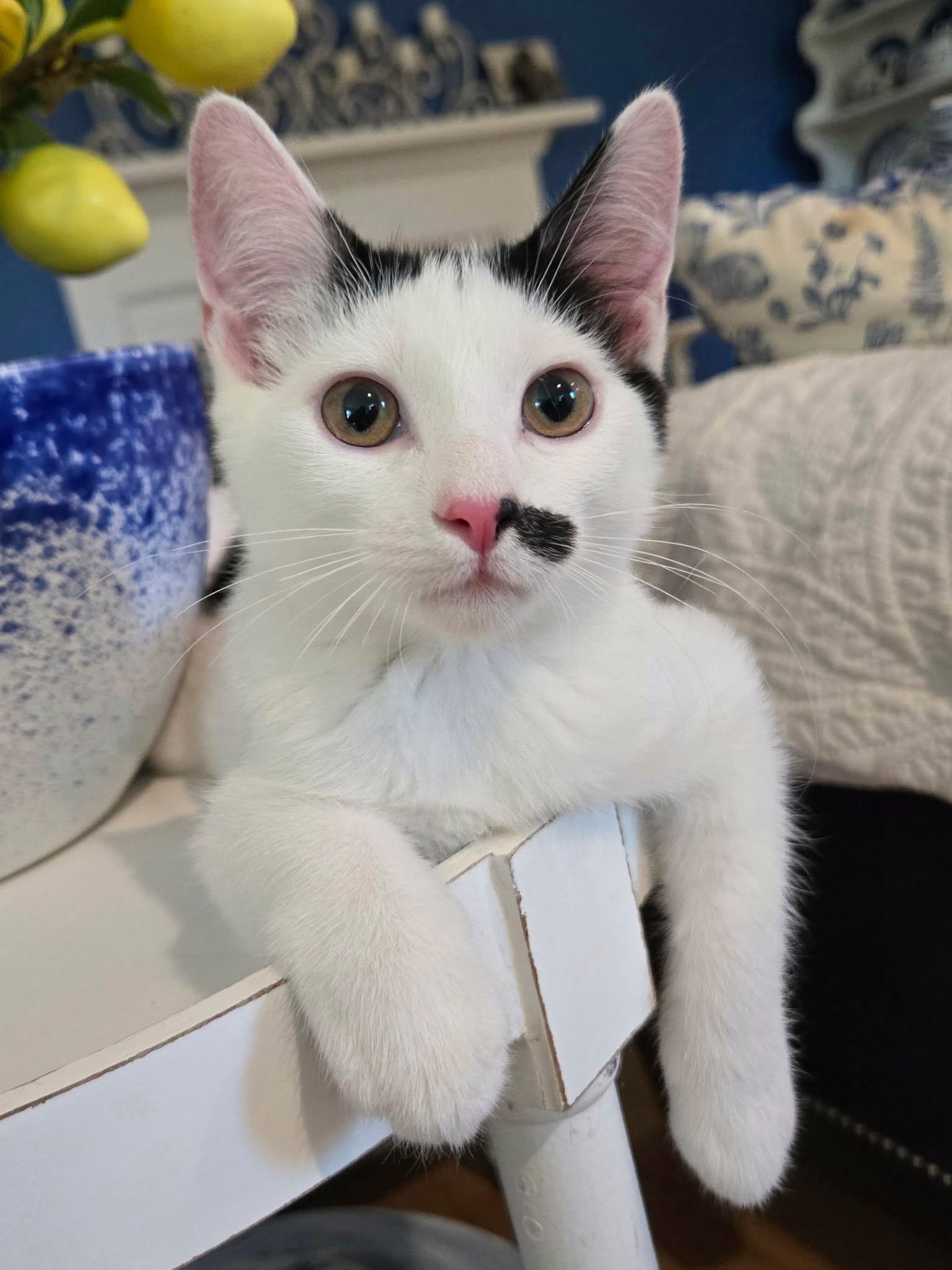 Enlarge Tallulah, a Adoptable Domestic Short Hair in La Canada, CA image 6/6