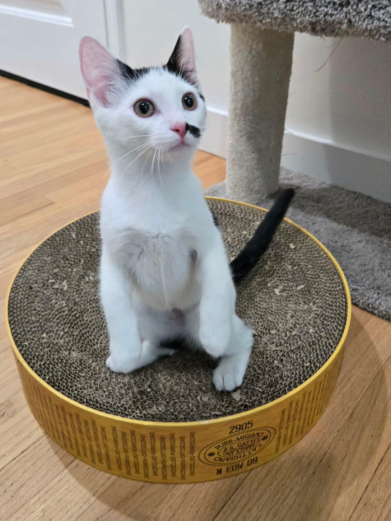 Enlarge Tallulah, a Adoptable Domestic Short Hair in La Canada, CA image 5/6