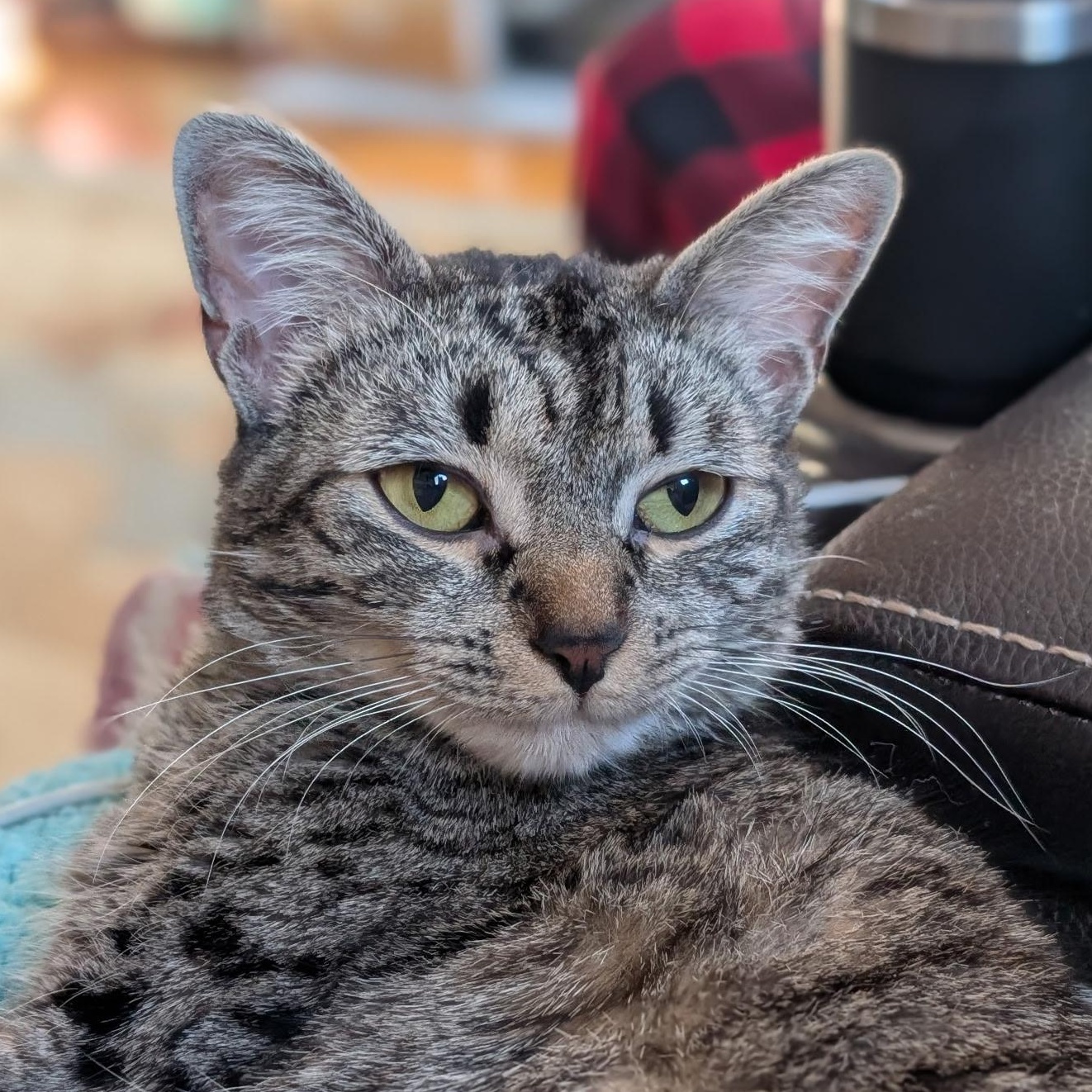 Enlarge Astoria, an adopted mixed breed in Griswold, CT image 3/3