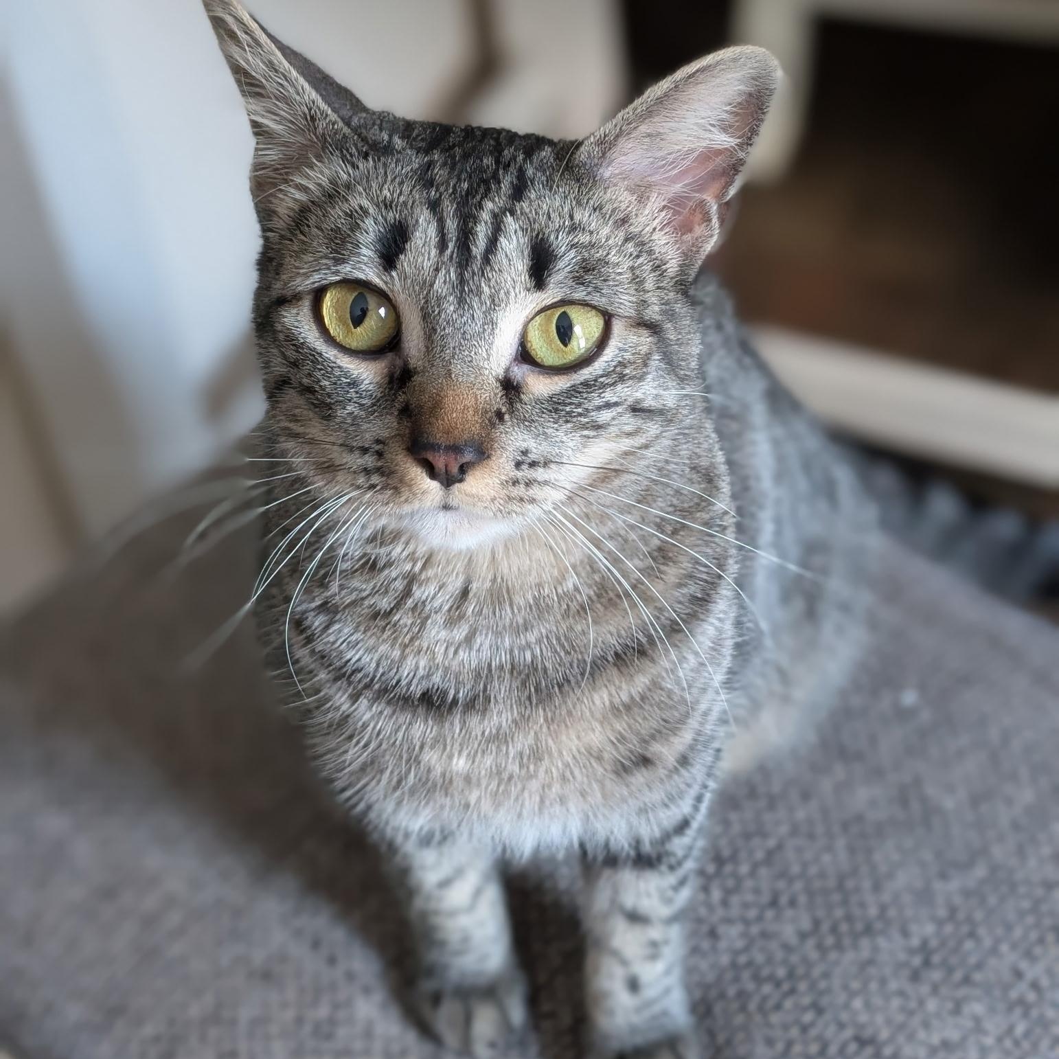 Astoria, adopted, Adult Female Domestic Short Hair.