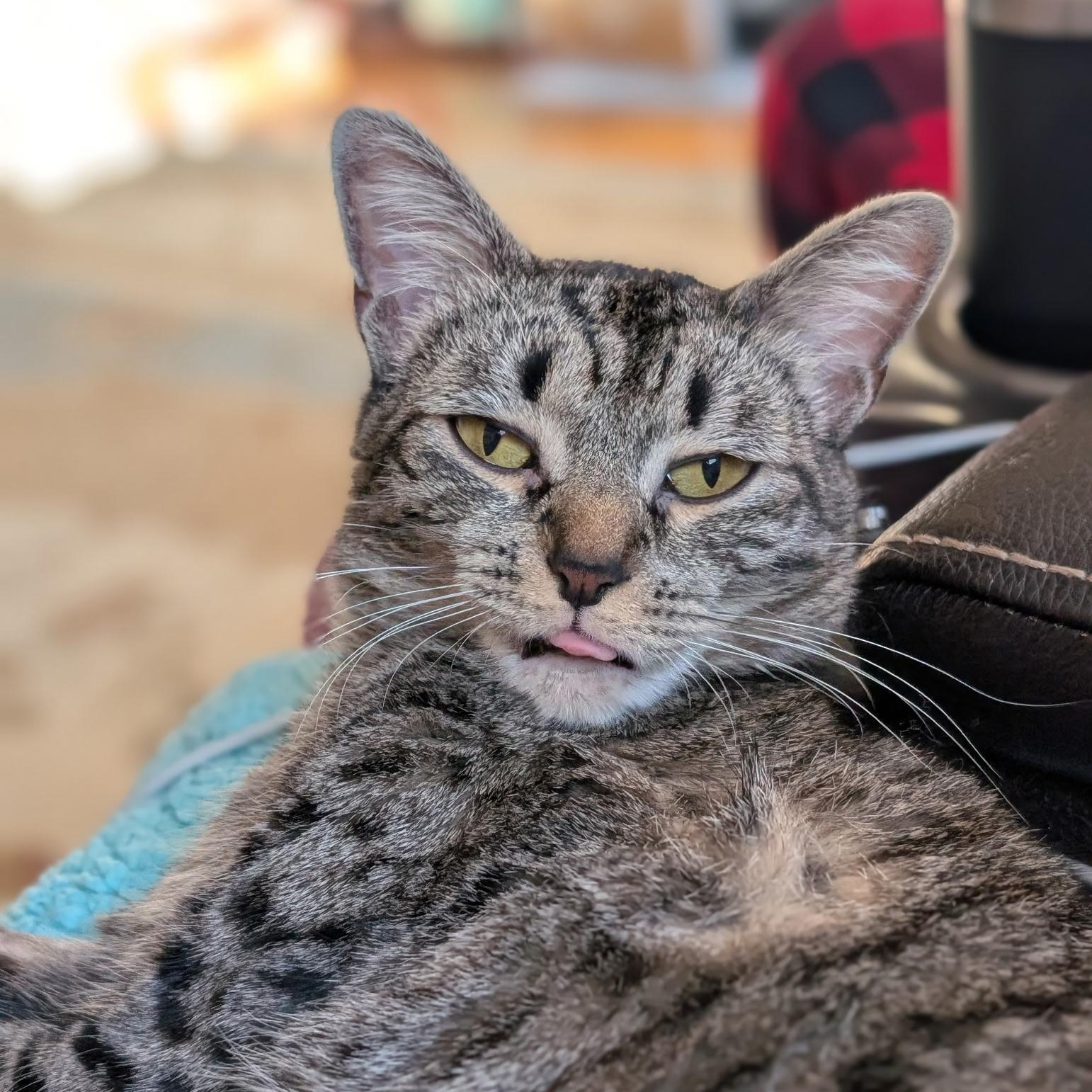 Enlarge Astoria, an adopted mixed breed in Griswold, CT image 2/3