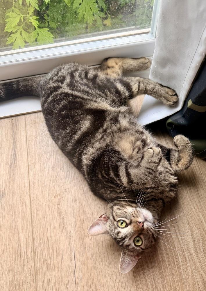Walnut, Adoptable, Young Female Domestic Short Hair.