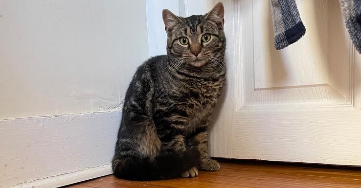 Enlarge Walnut, a Adoptable mixed breed in Olyphant, PA image 1/3