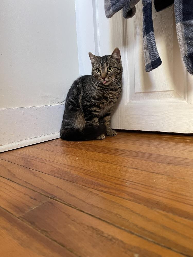 Enlarge Walnut, a Adoptable mixed breed in Olyphant, PA image 2/3