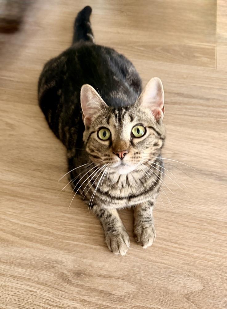 Enlarge Walnut, a Adoptable mixed breed in Olyphant, PA image 4/6